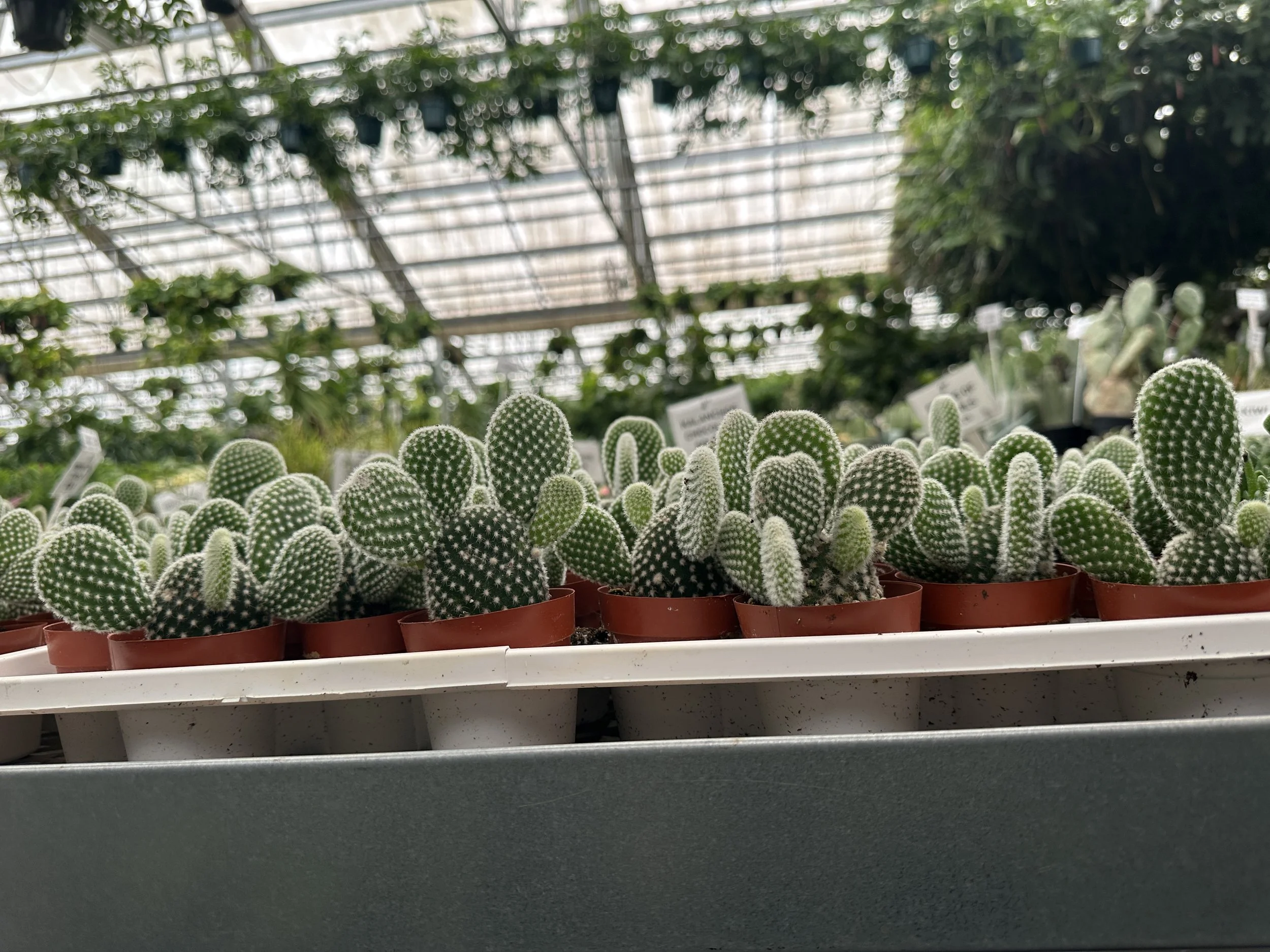 3" white bunny ear cactus- $5.33