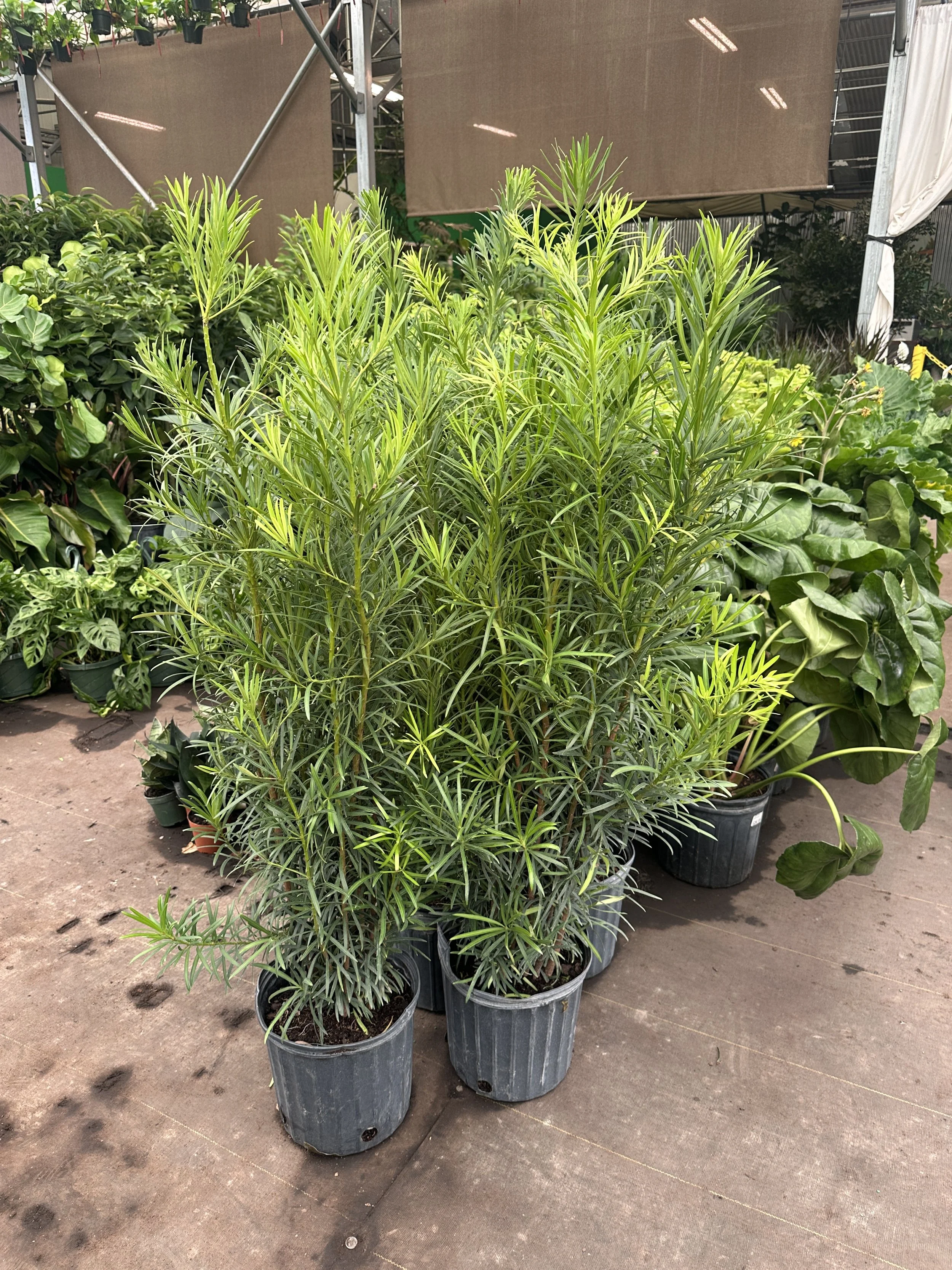 10" podocarpus - $48.91