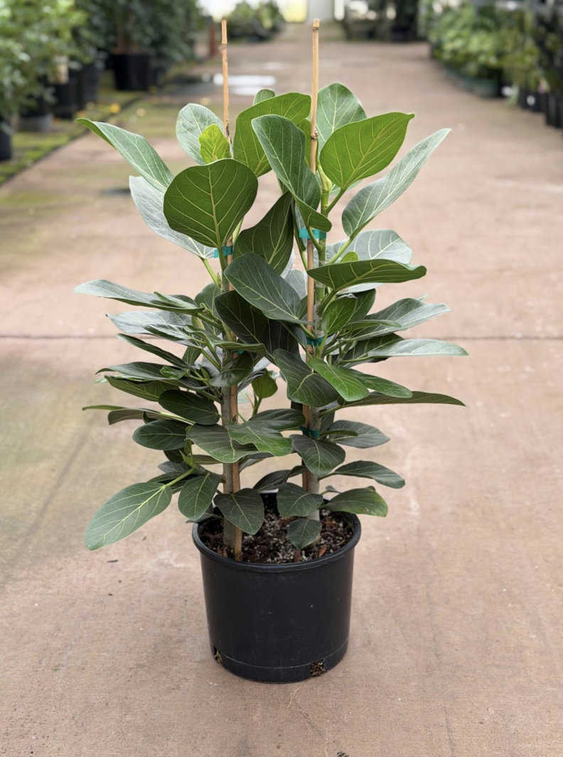10in Ficus Audrey Column - $46.13 