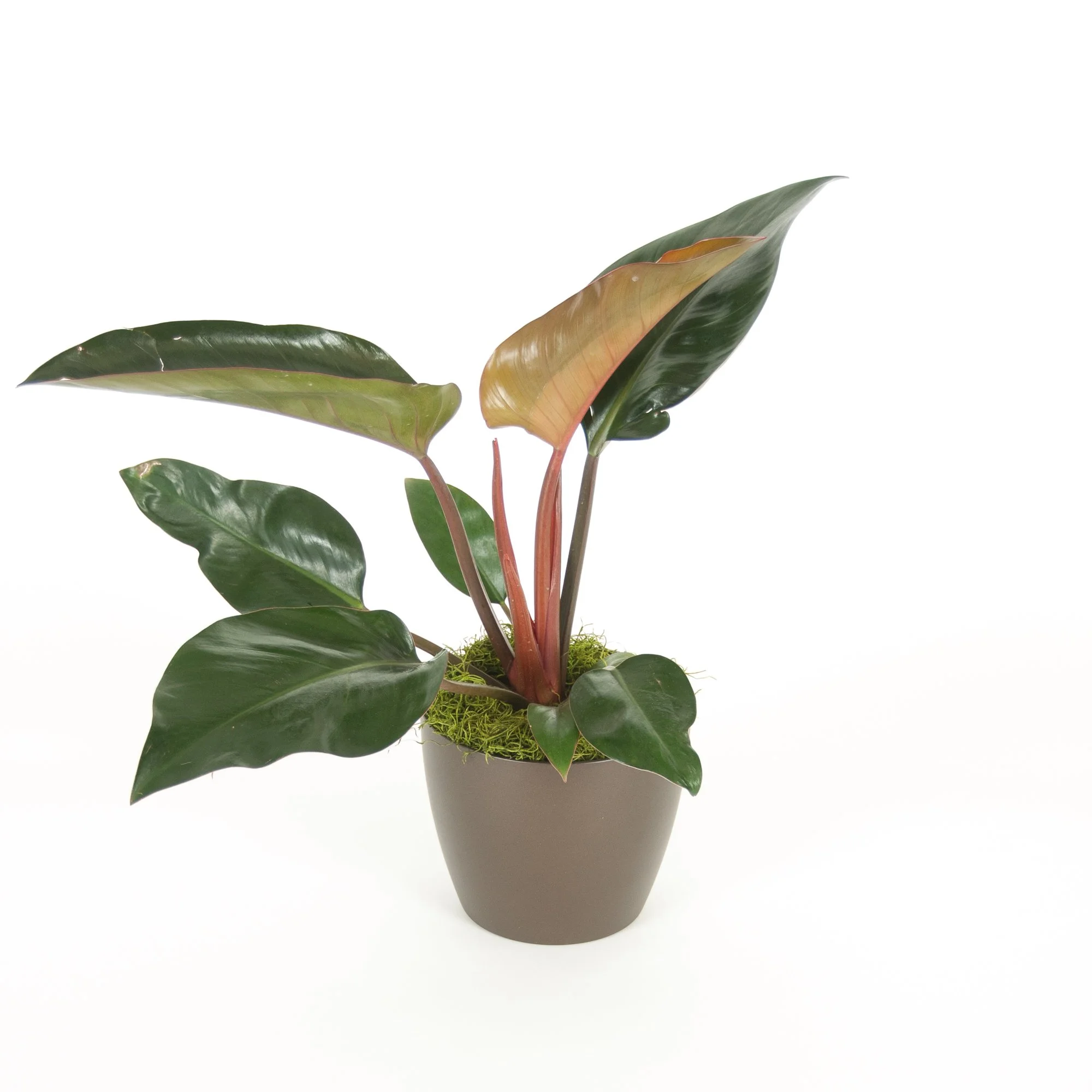 Indoor potted plant with broad green and reddish leaves in a gray vase.