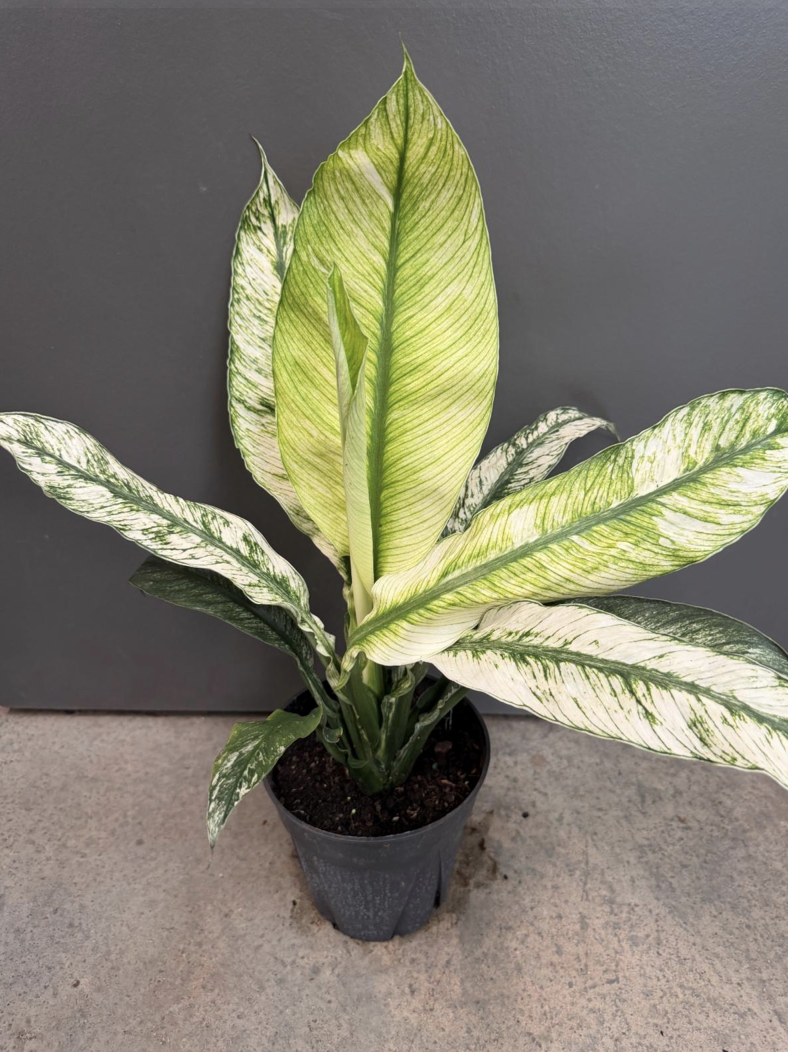 6in Spathiphyllum Sensation Variegata - $14.50