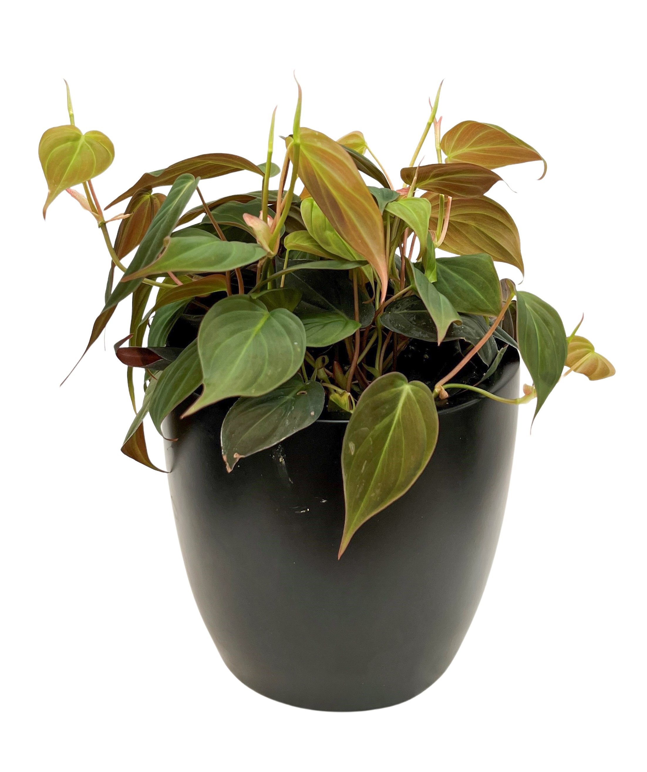 A potted pink and green Philodendron plant with heart-shaped leaves on a black pot against a white background.