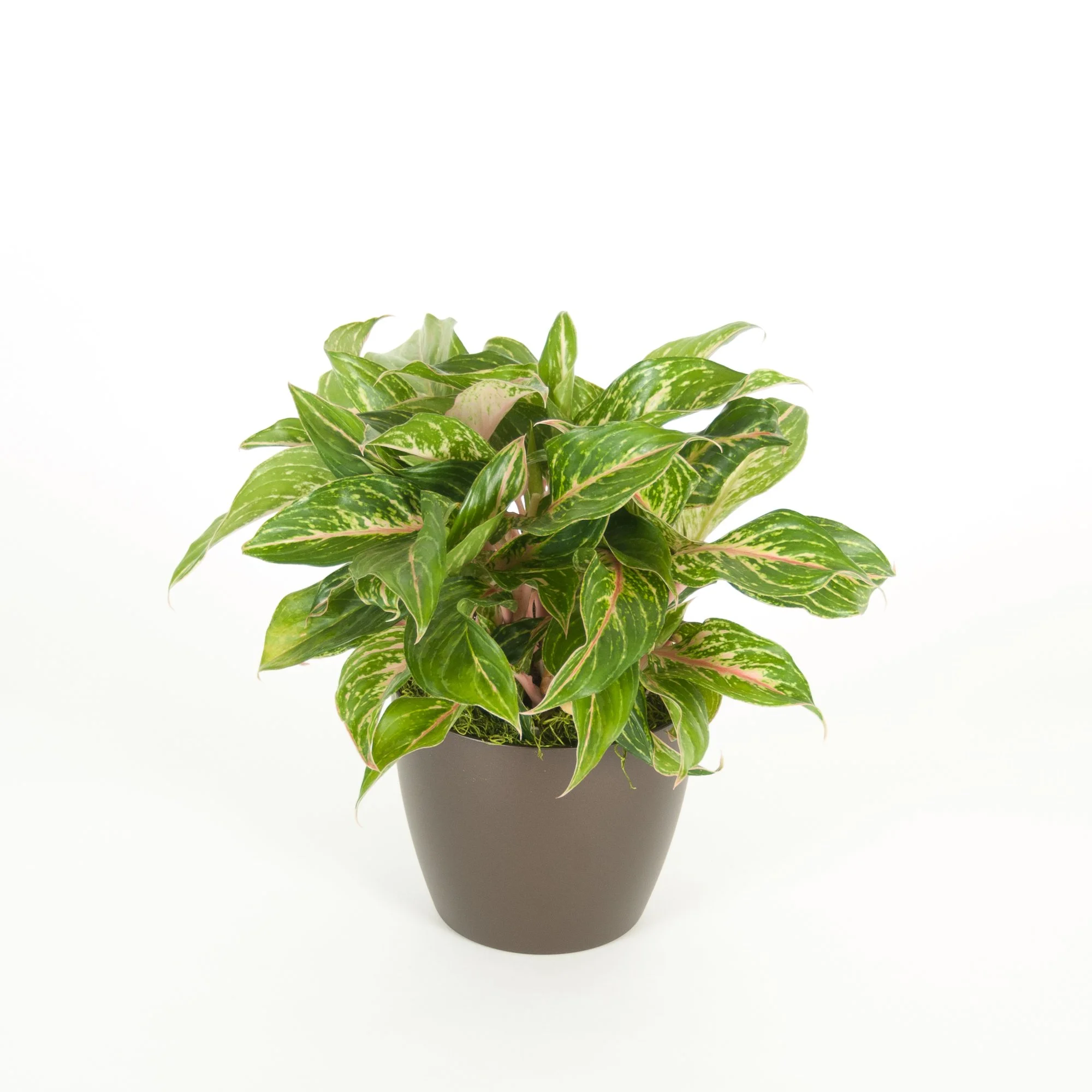 A potted variegated pothos plant with green and white leaves in a dark grey pot against a white background.
