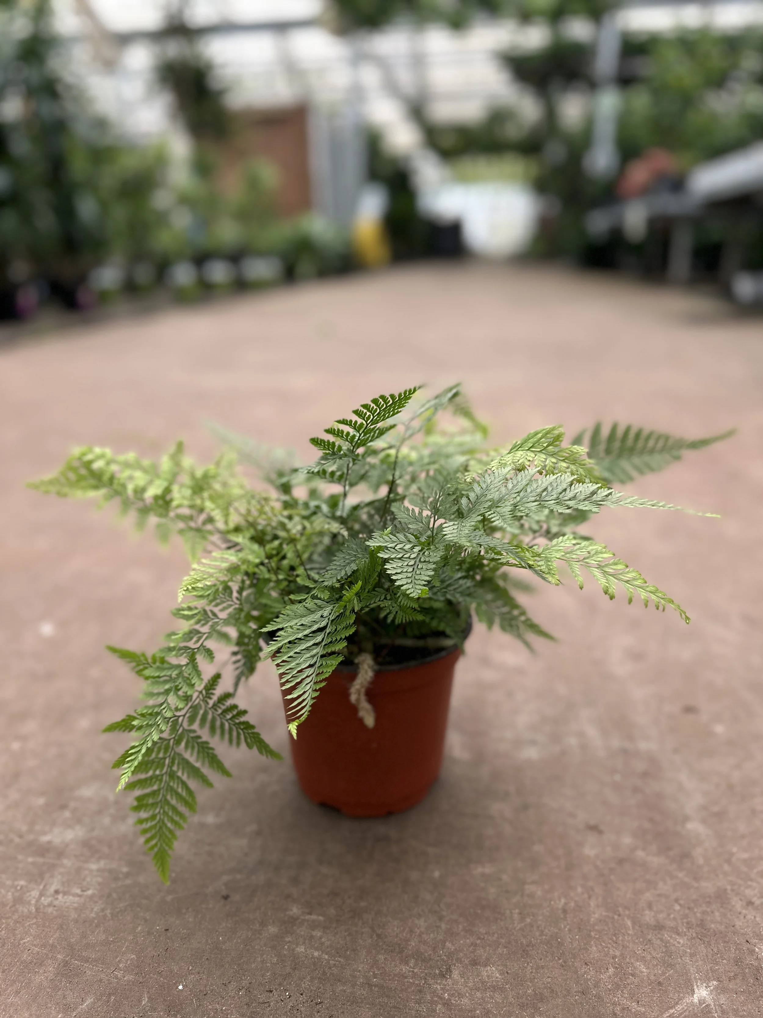 6" rabbit foot fern - $14.09