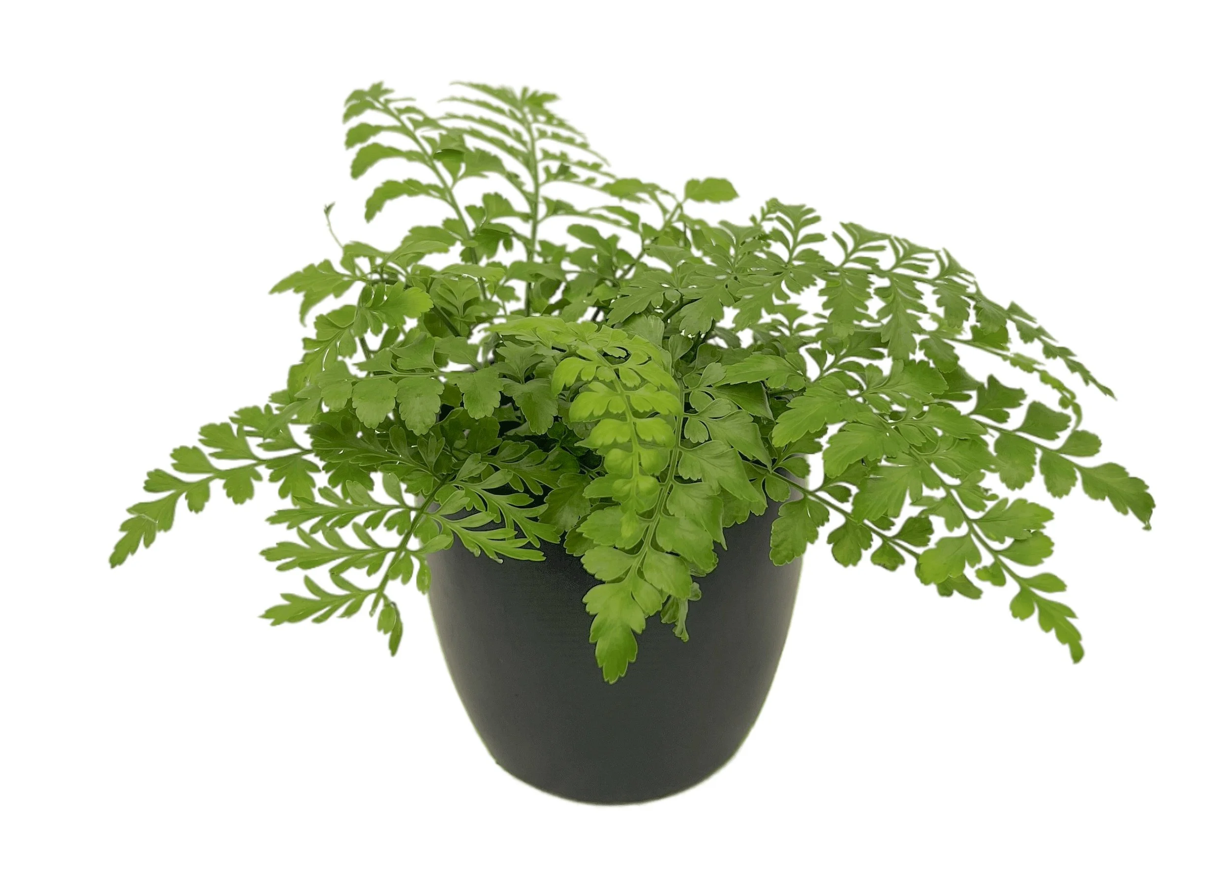 Green potted fern plant with delicate, lobed leaves in a dark gray pot.