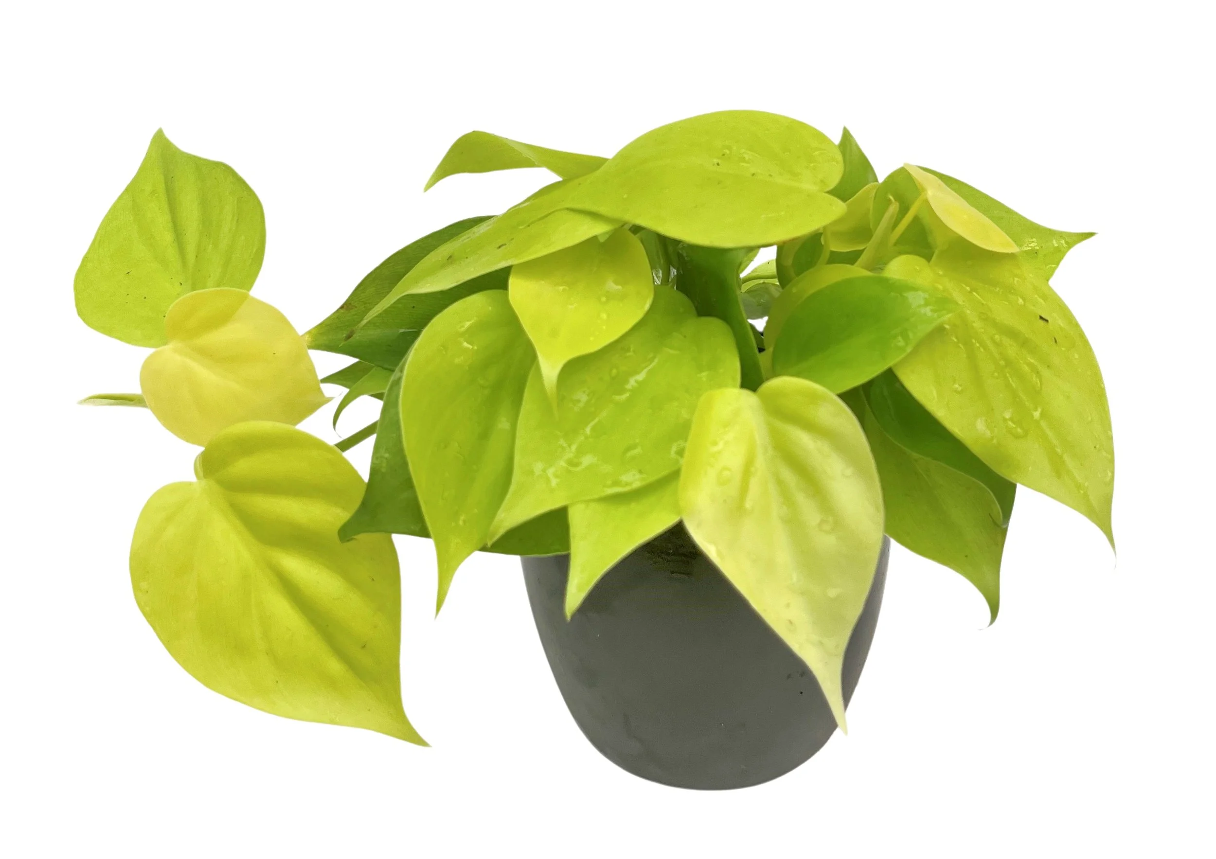 A potted green plant with broad, yellow-green leaves against a white background.