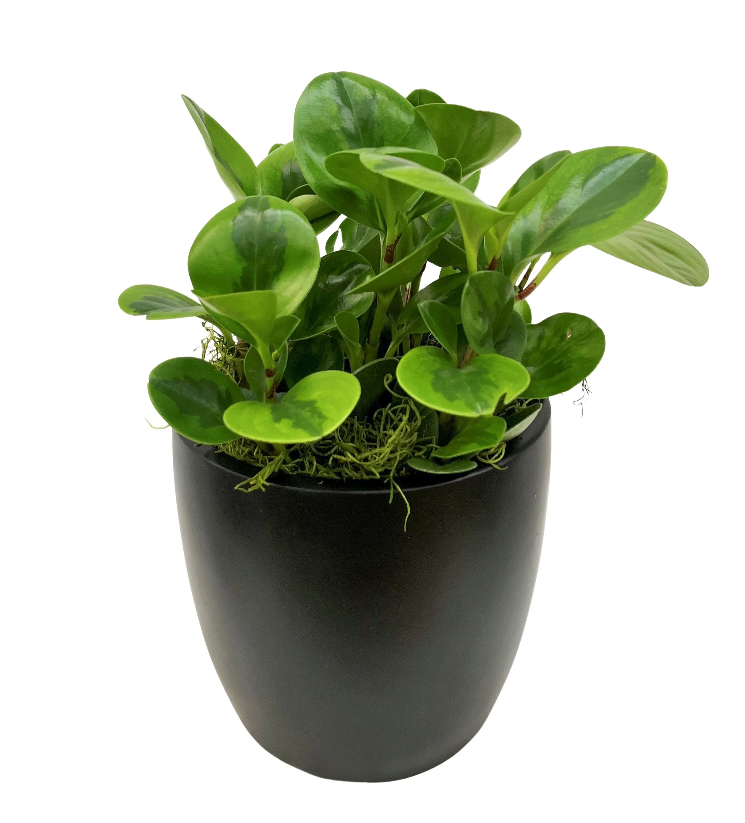 A potted green houseplant with round, glossy leaves in a black planter