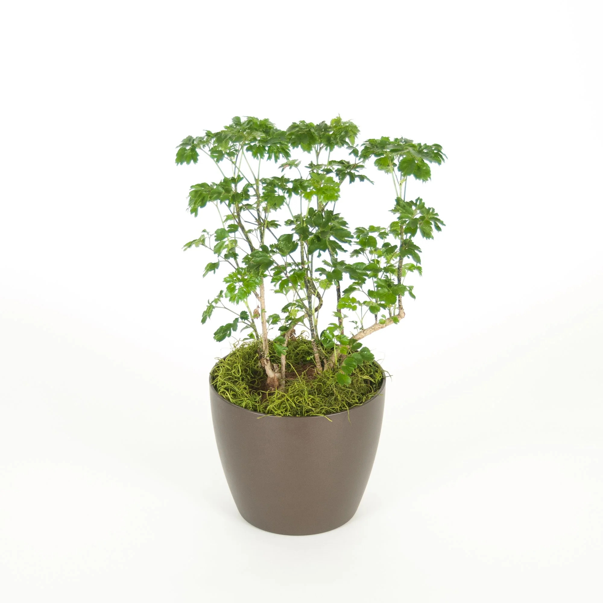 A leafy green potted plant with moss at the base, placed in a brown pot against a white background.
