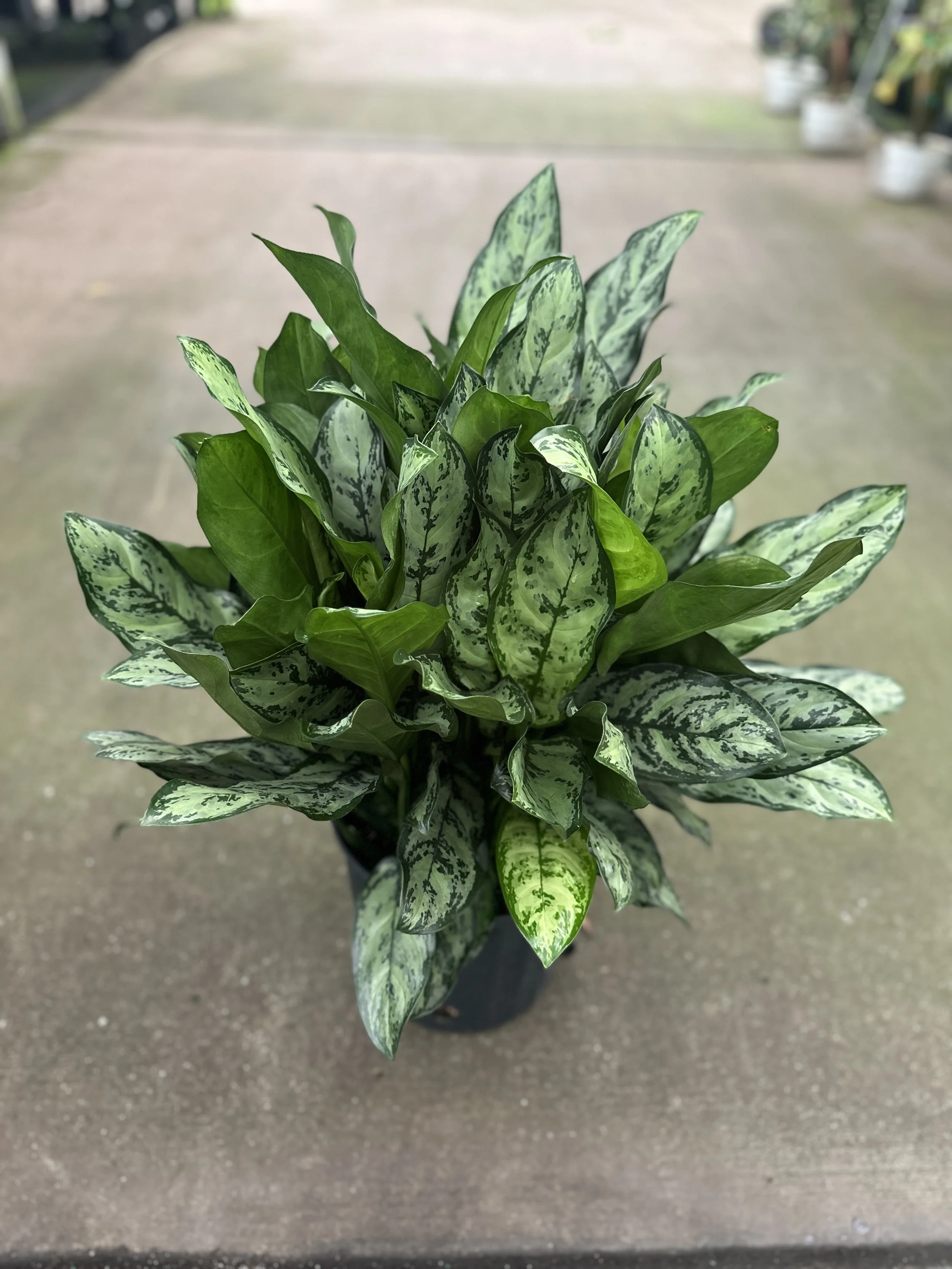 10" aglaonema primo - $53.20