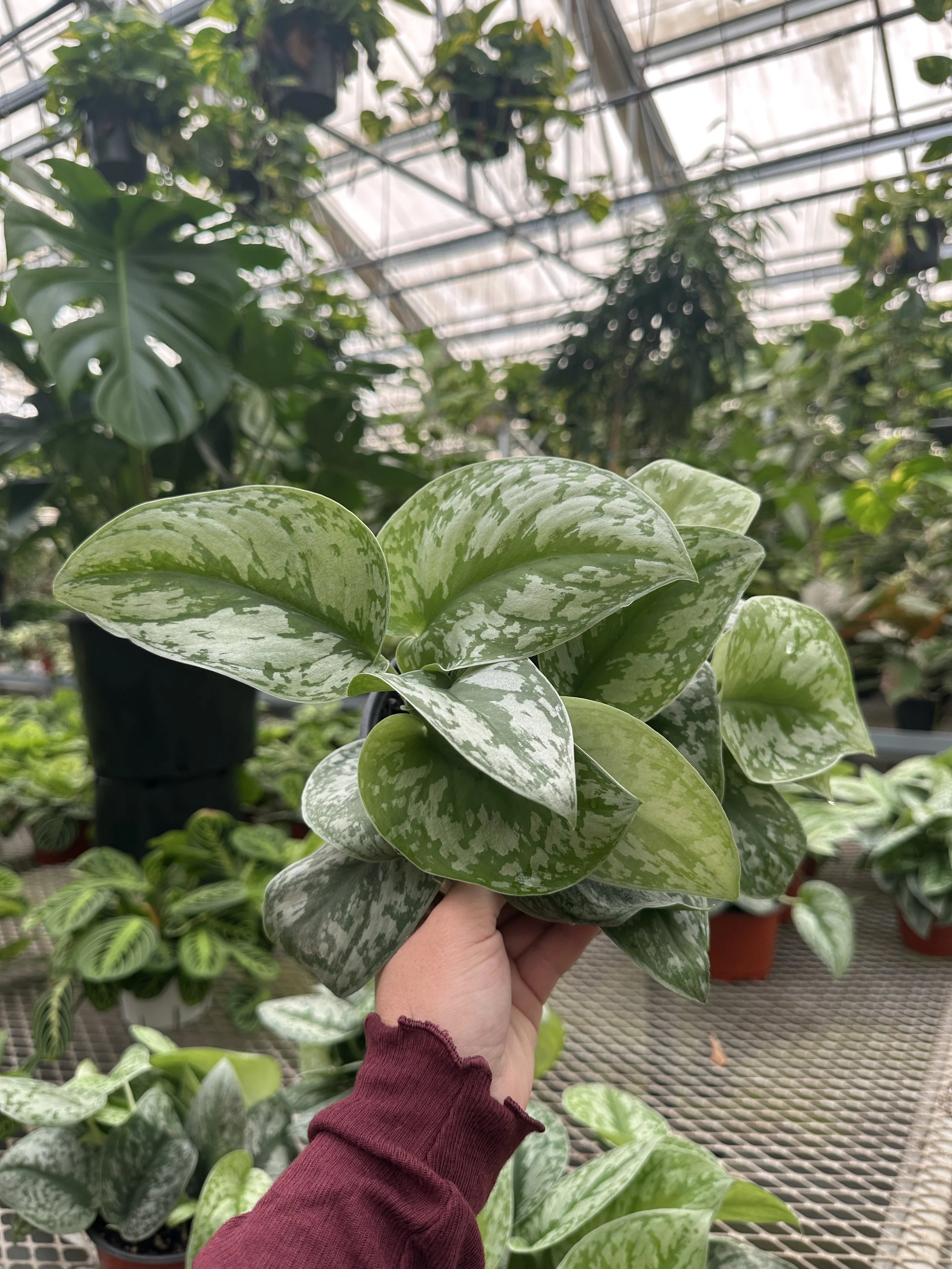 6" pothos silver splash - $14.86