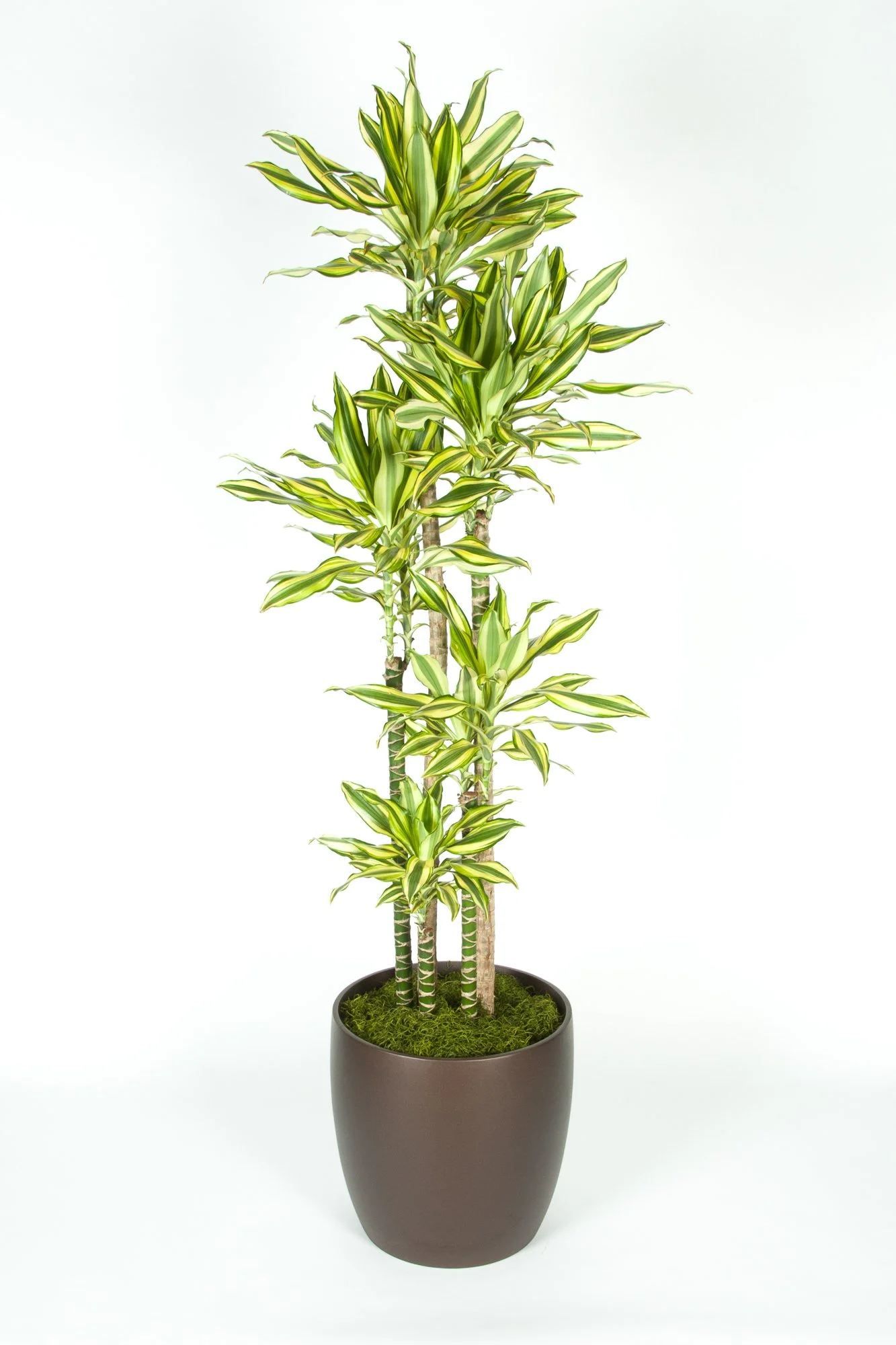A potted Dracaena plant with variegated green and yellow leaves in a dark brown pot.