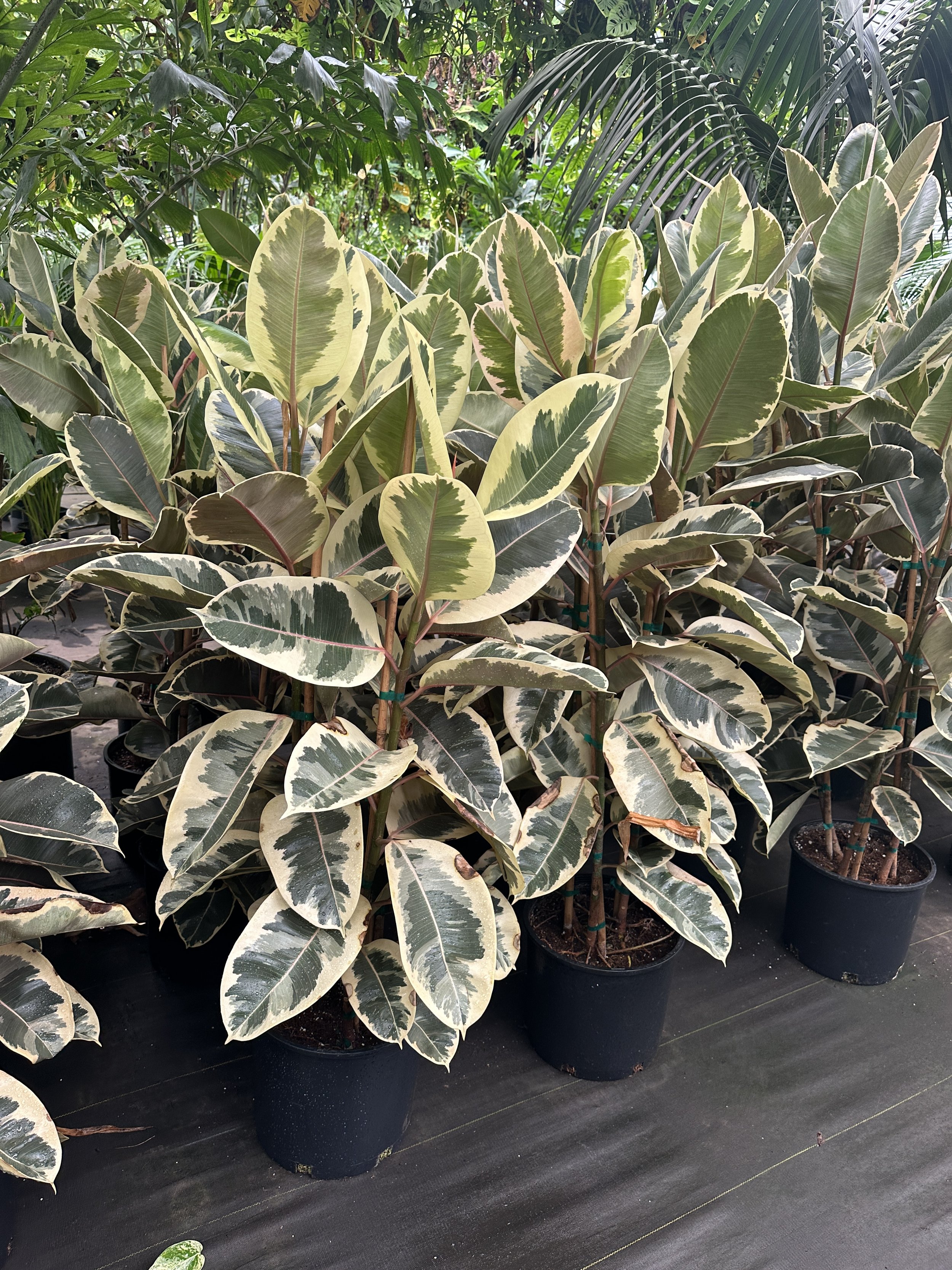 12" ficus tineke - $98.33