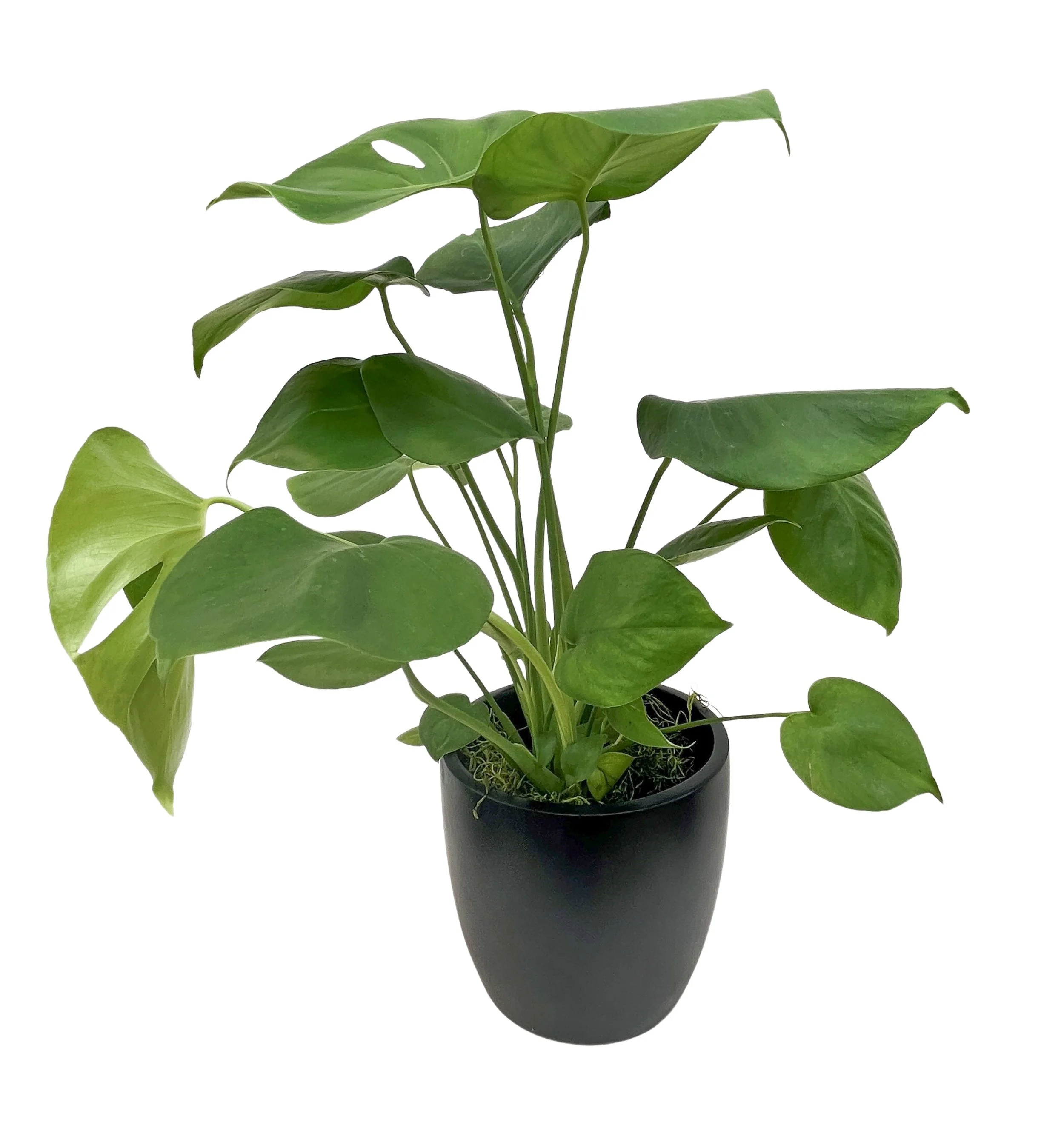 A potted green philodendron plant with large, heart-shaped leaves against a white background.