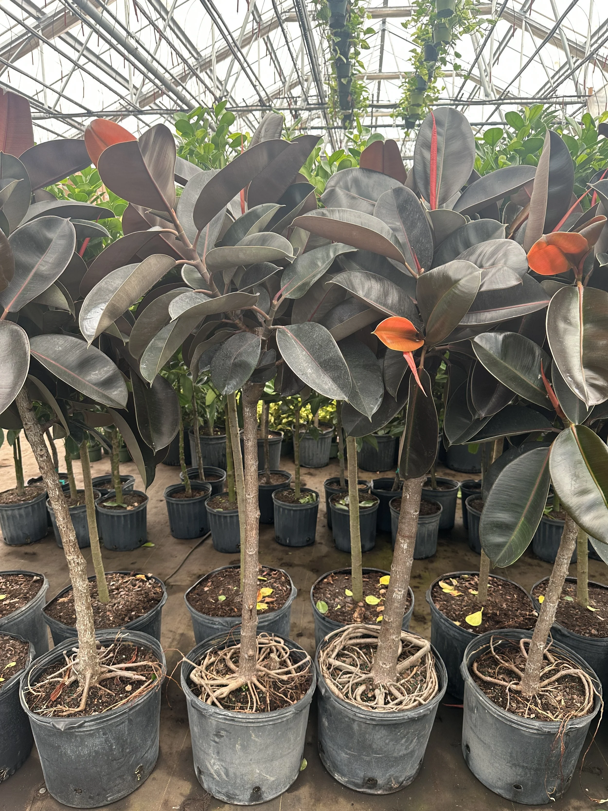 14" ficus decora burgundy standard 5'-5.5'- $159.48
