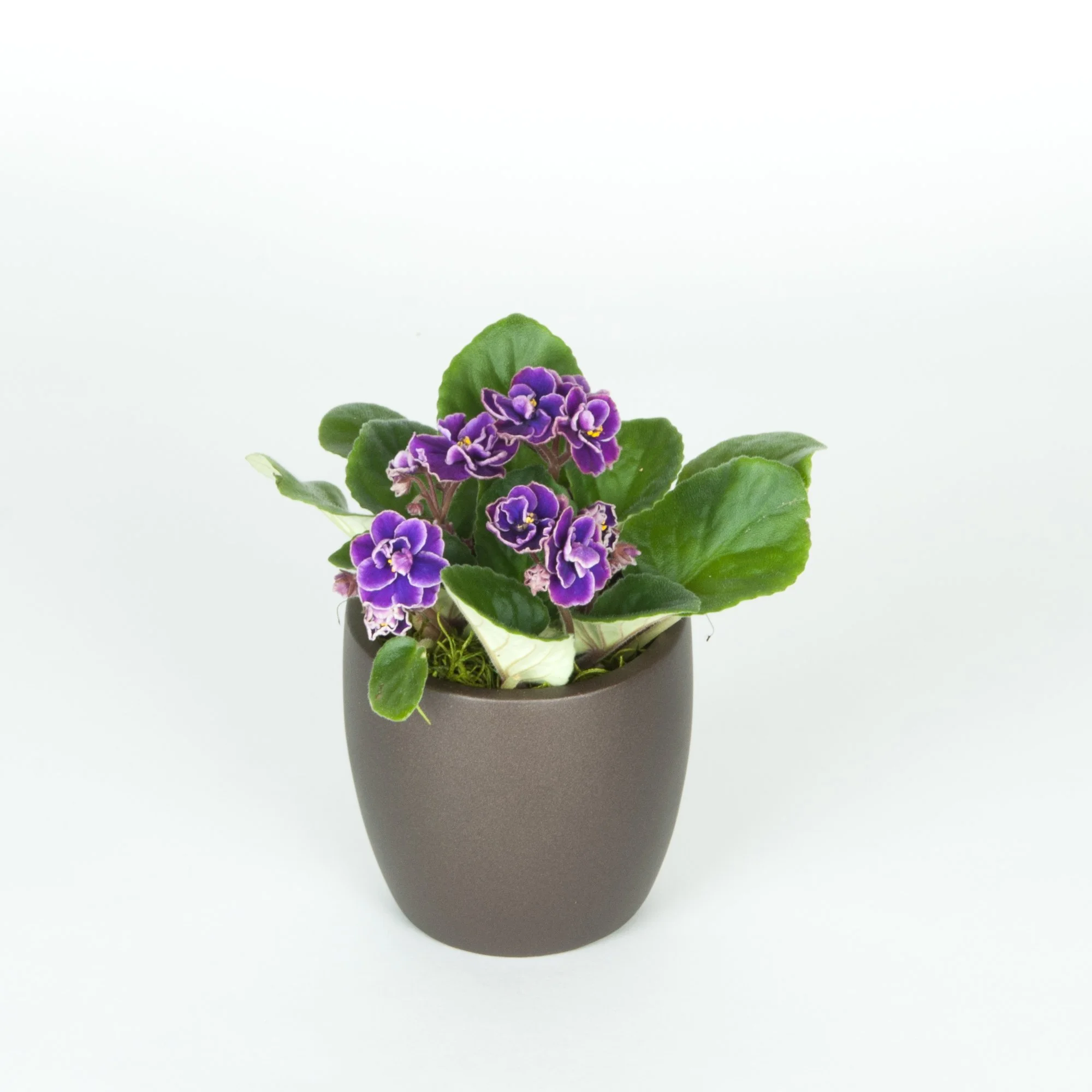 A potted African violet plant with purple flowers and green leaves.