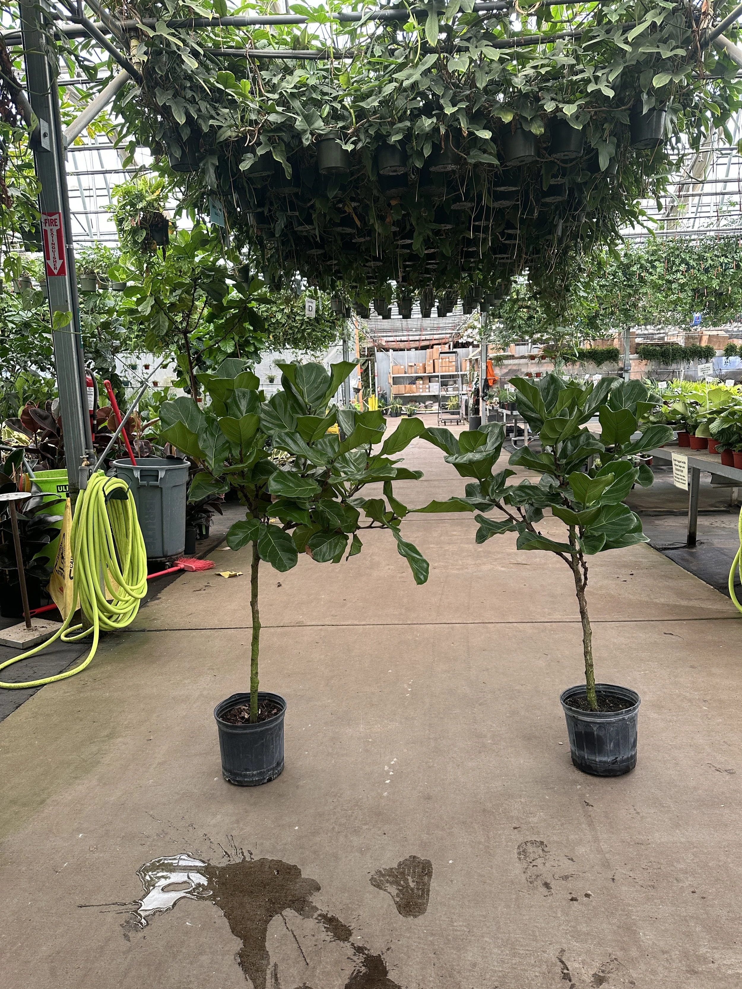 10" ficus lyrata standard 5' - $46.74