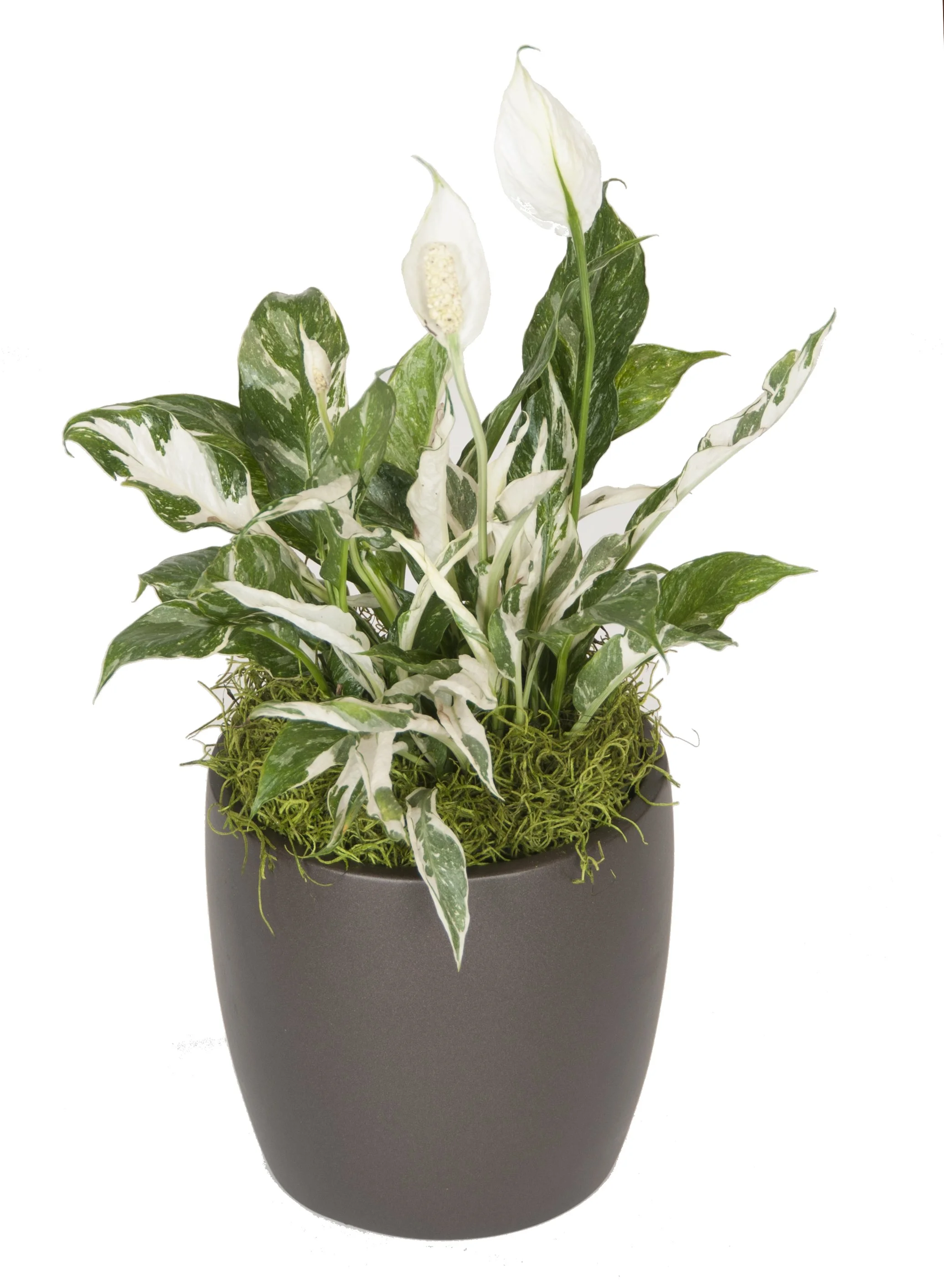 A potted plant with variegated green and white leaves and white flowers in a black pot.