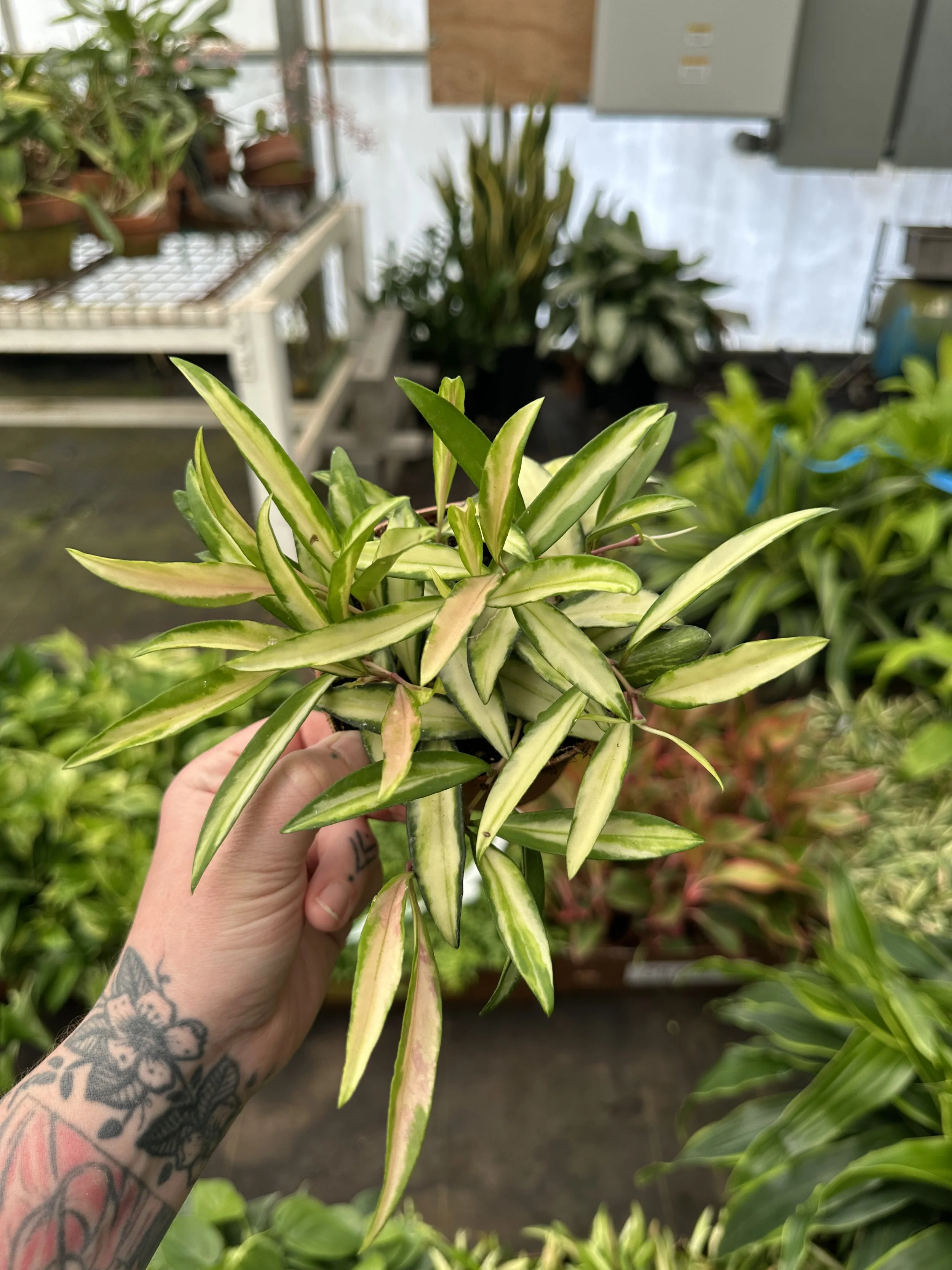 4" hoya kentiana - $12.50