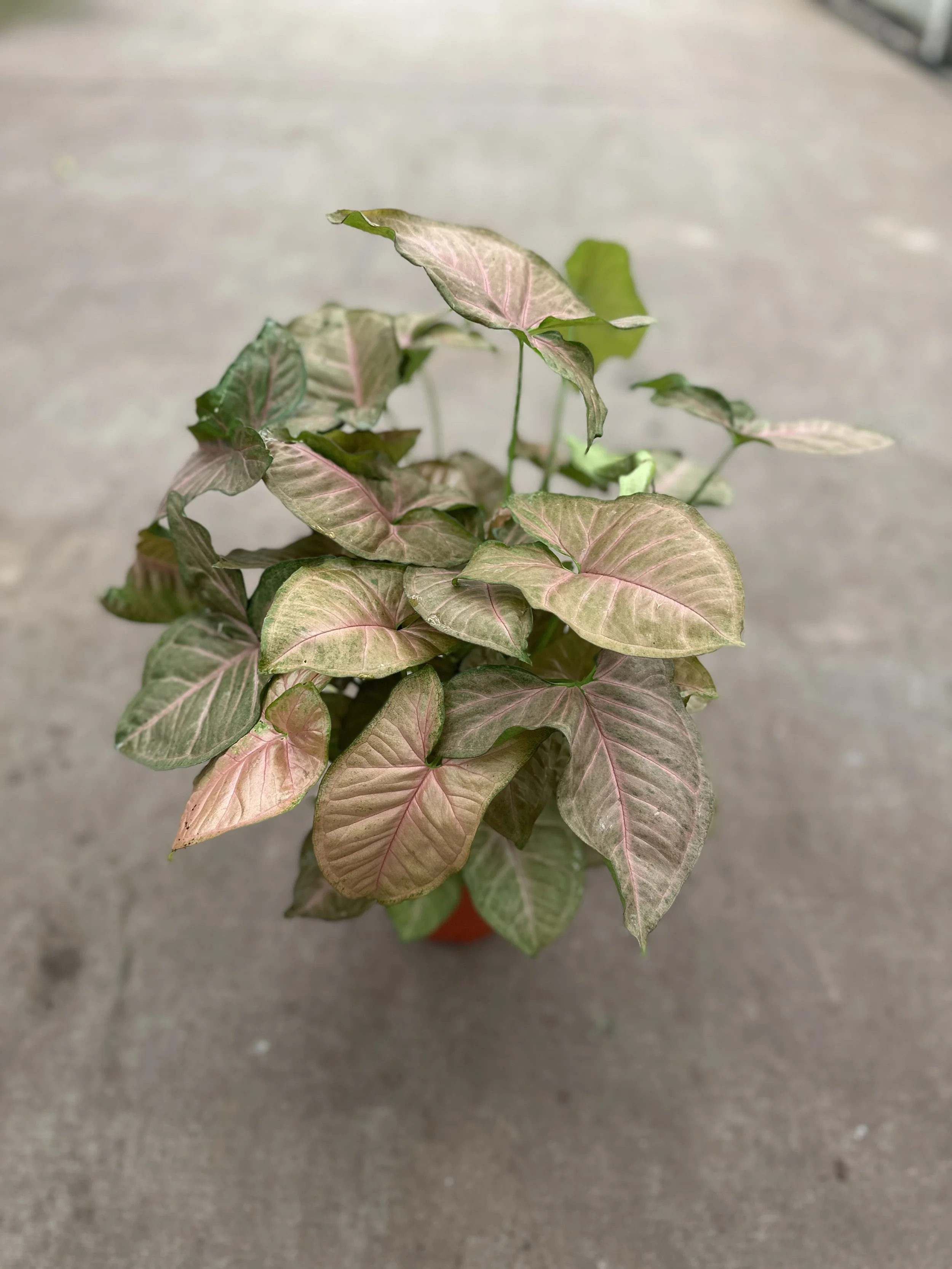 6" pink syngonium - $11.23