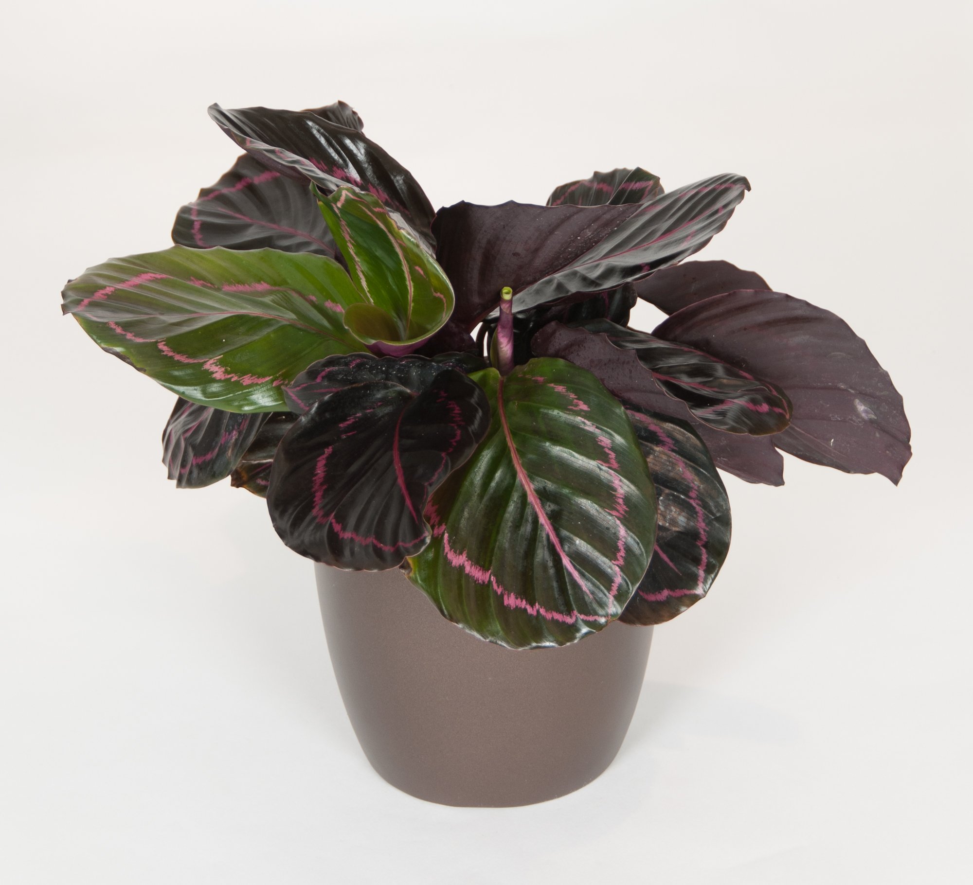 A potted Calathea plant with variegated green, purple, and pink leaves against a white background.