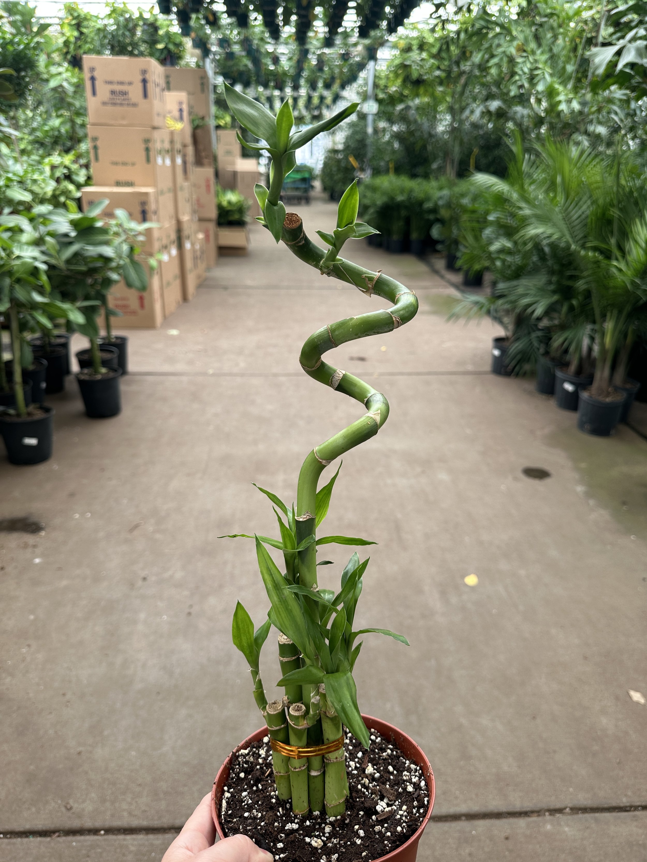 6" lucky bamboo spiral - $23.40