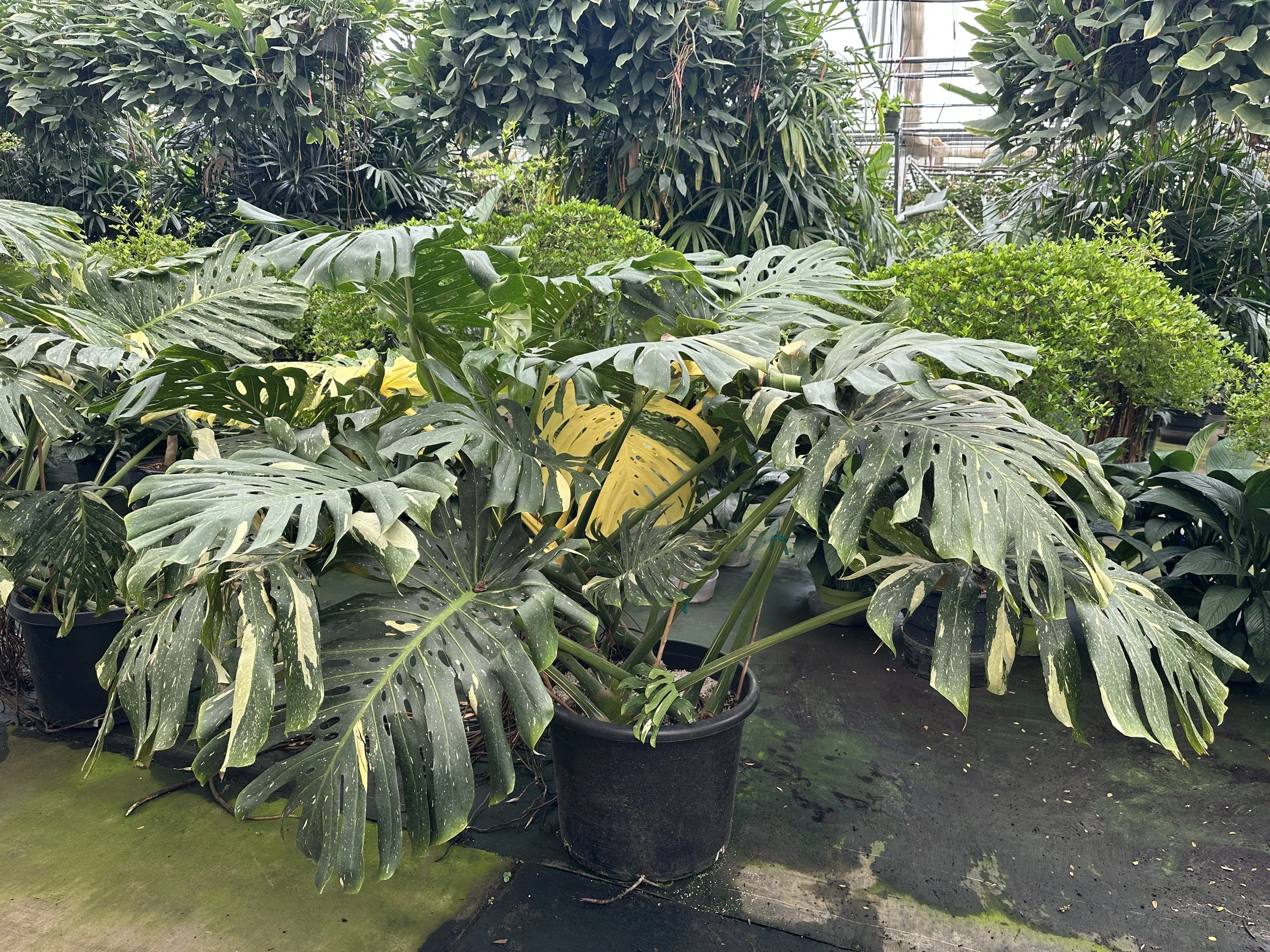 SPECIAL
20gal monstera thai constellation - $400
 
/ 15gal are $300