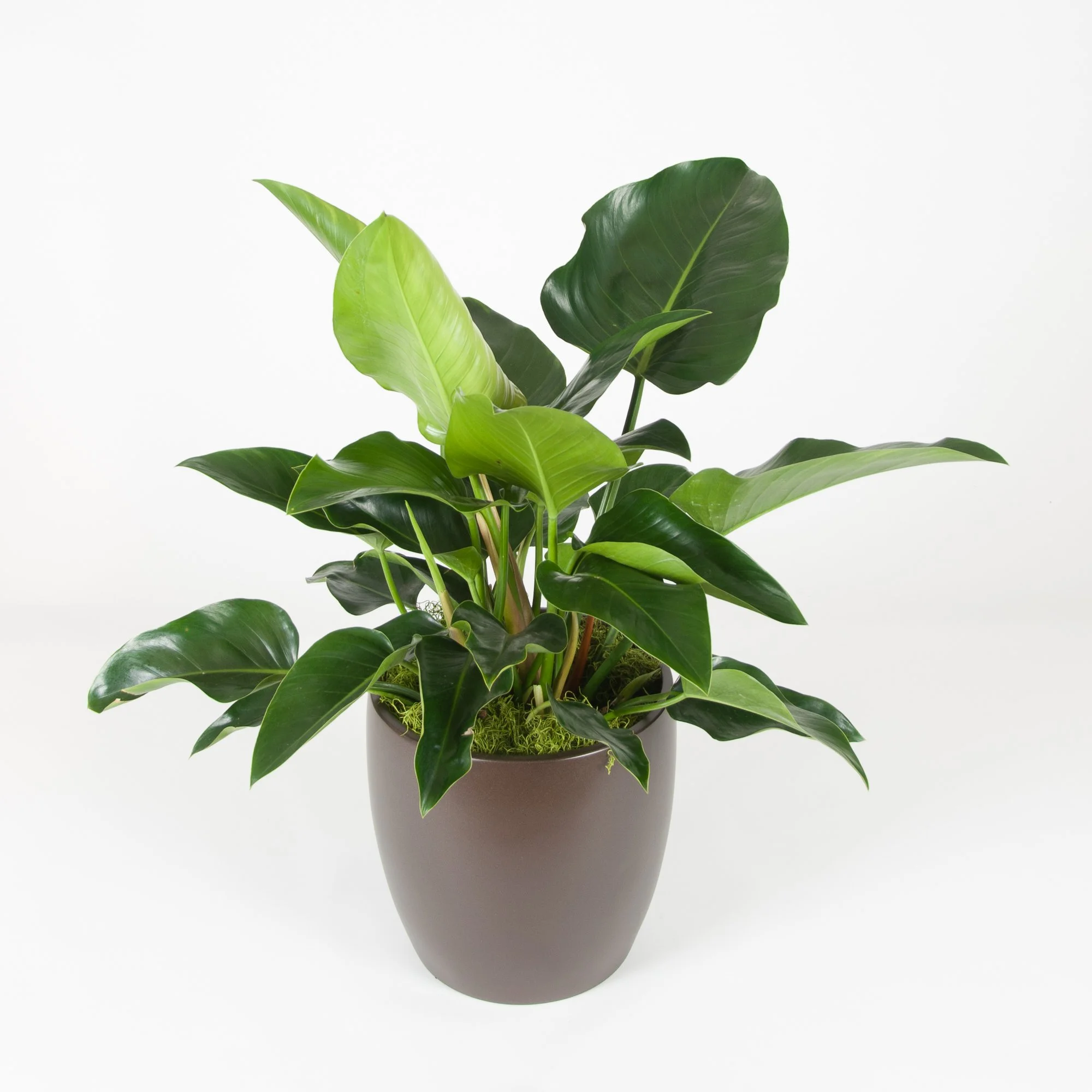 A potted green houseplant with large glossy leaves against a plain white background.