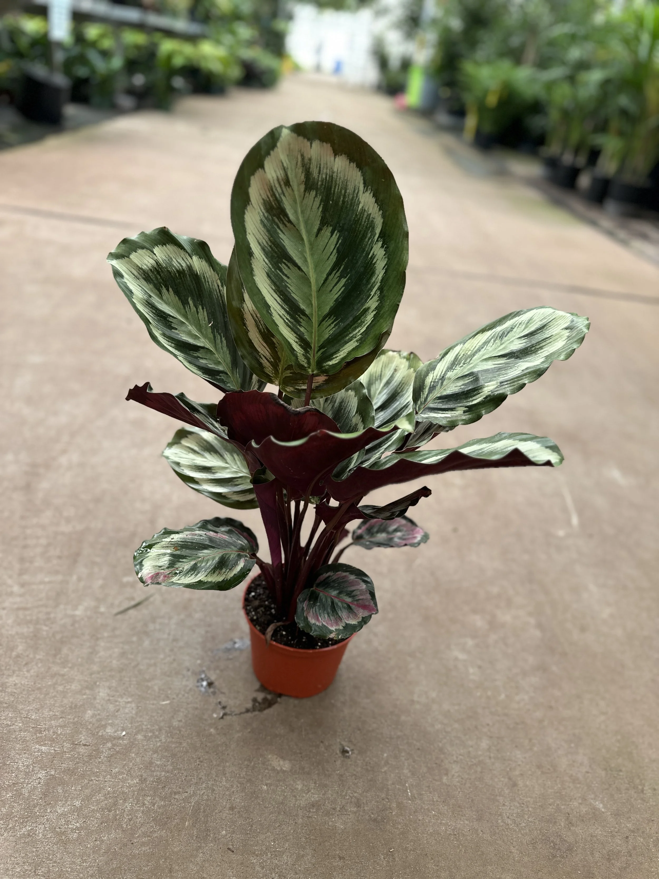 6" calathea medallion - $14.97