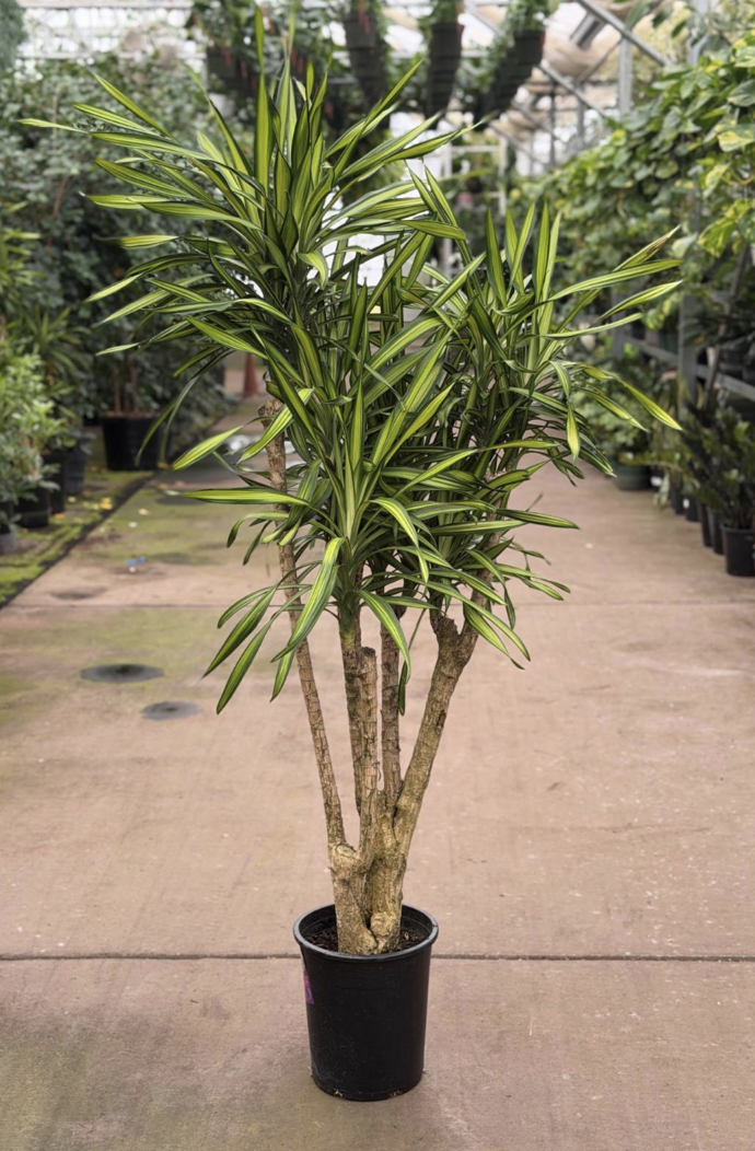 5gal Dracaena Rikki Stump - $205.90