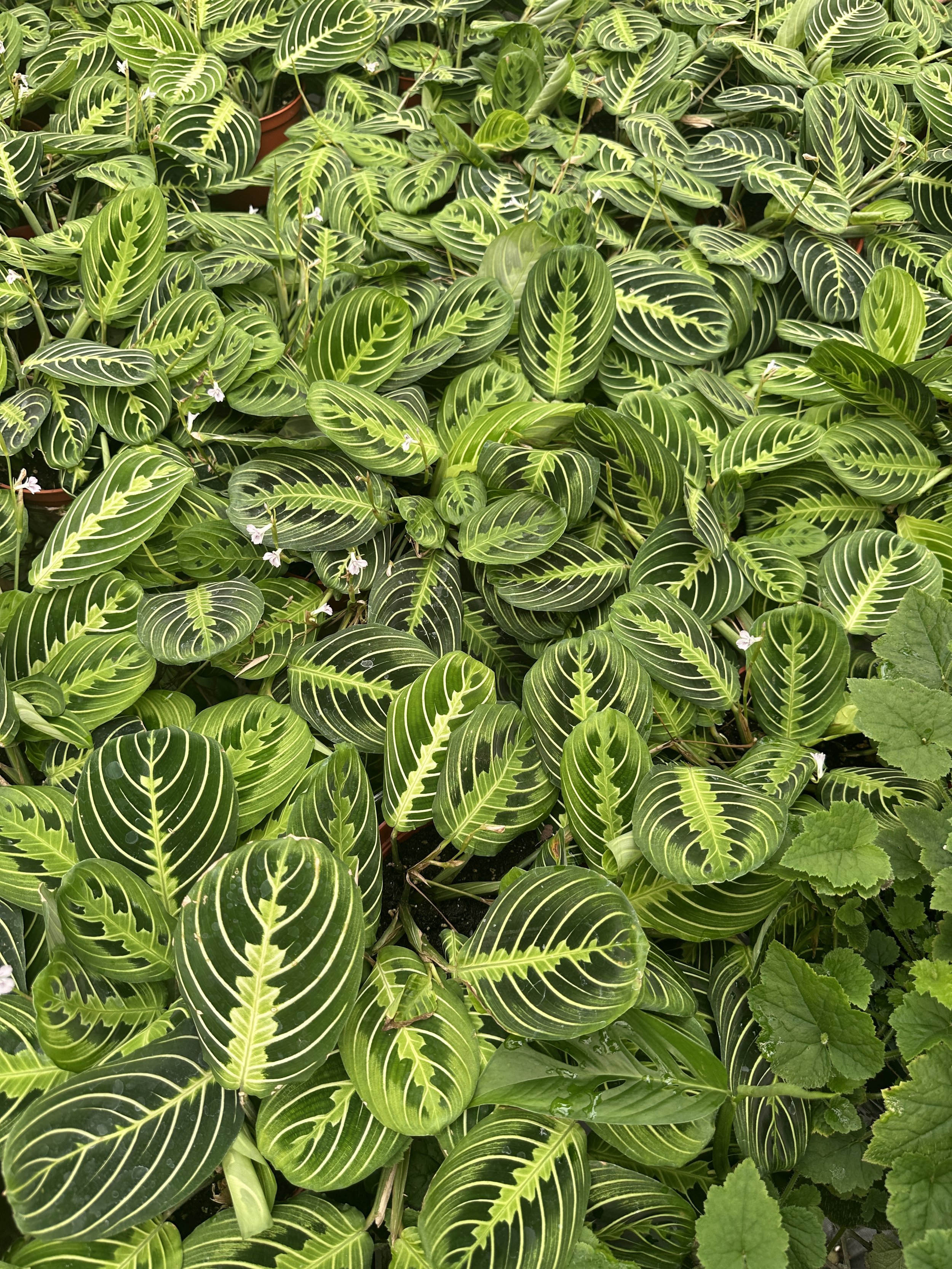 6" maranta lemon lime - $9.99