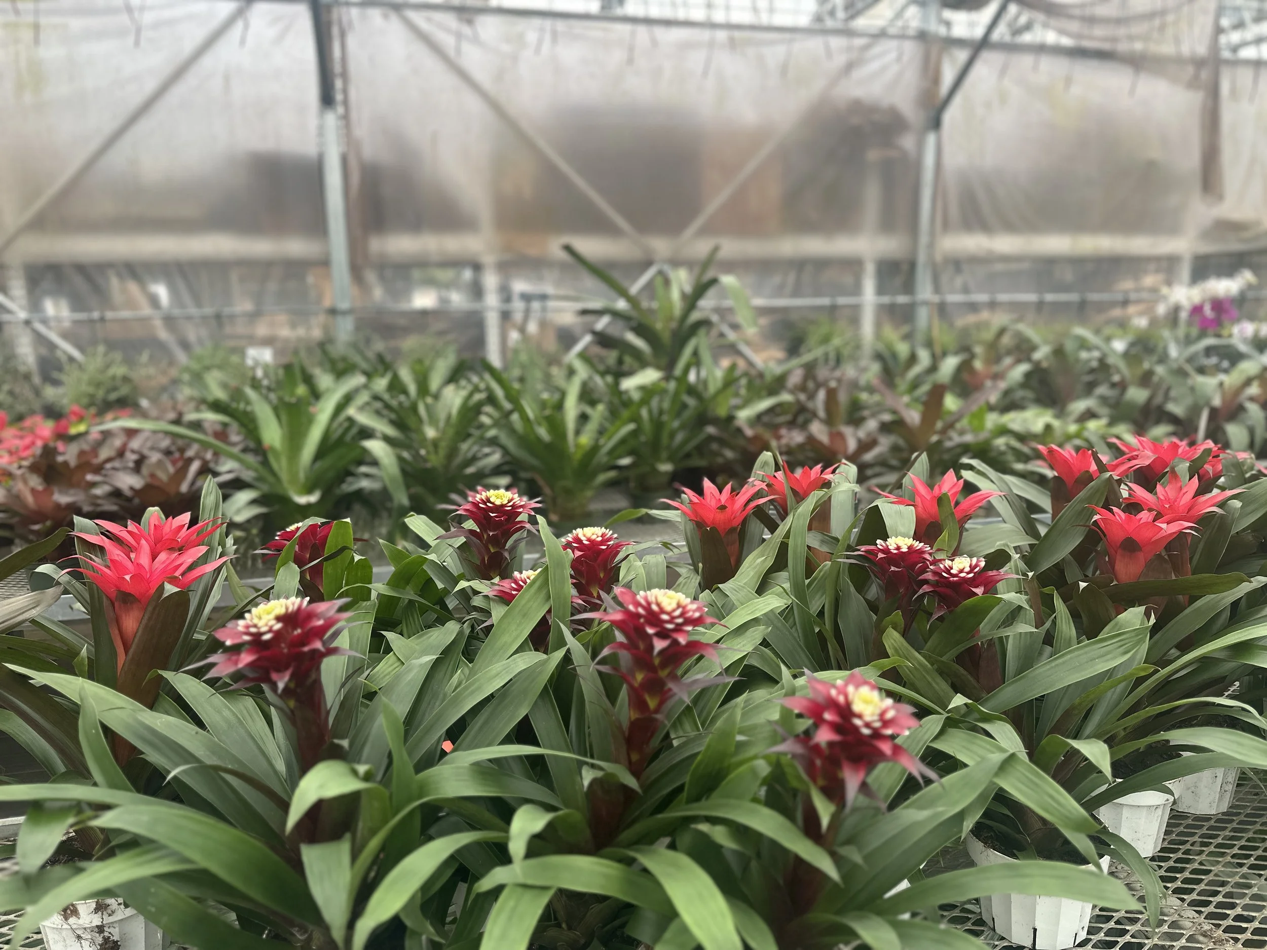 6" guzmania Francesca $21.76