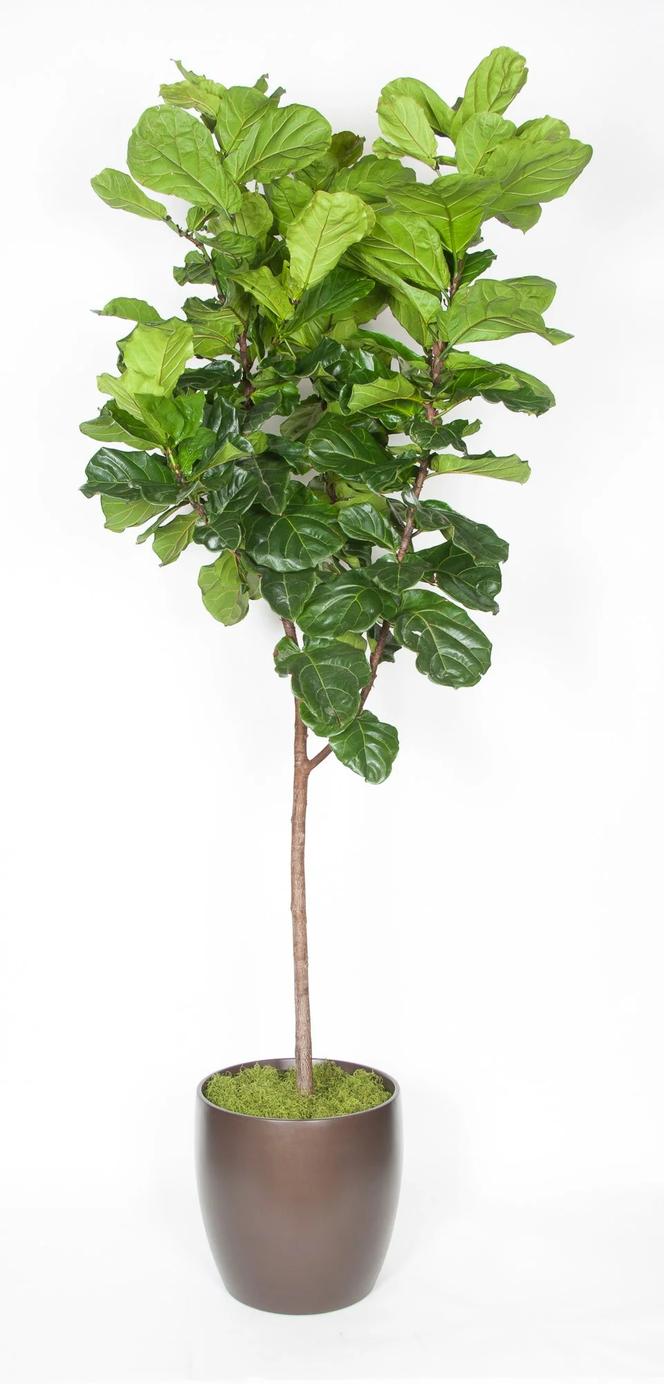 A potted indoor plant with bright green and dark green leaves on a white background.