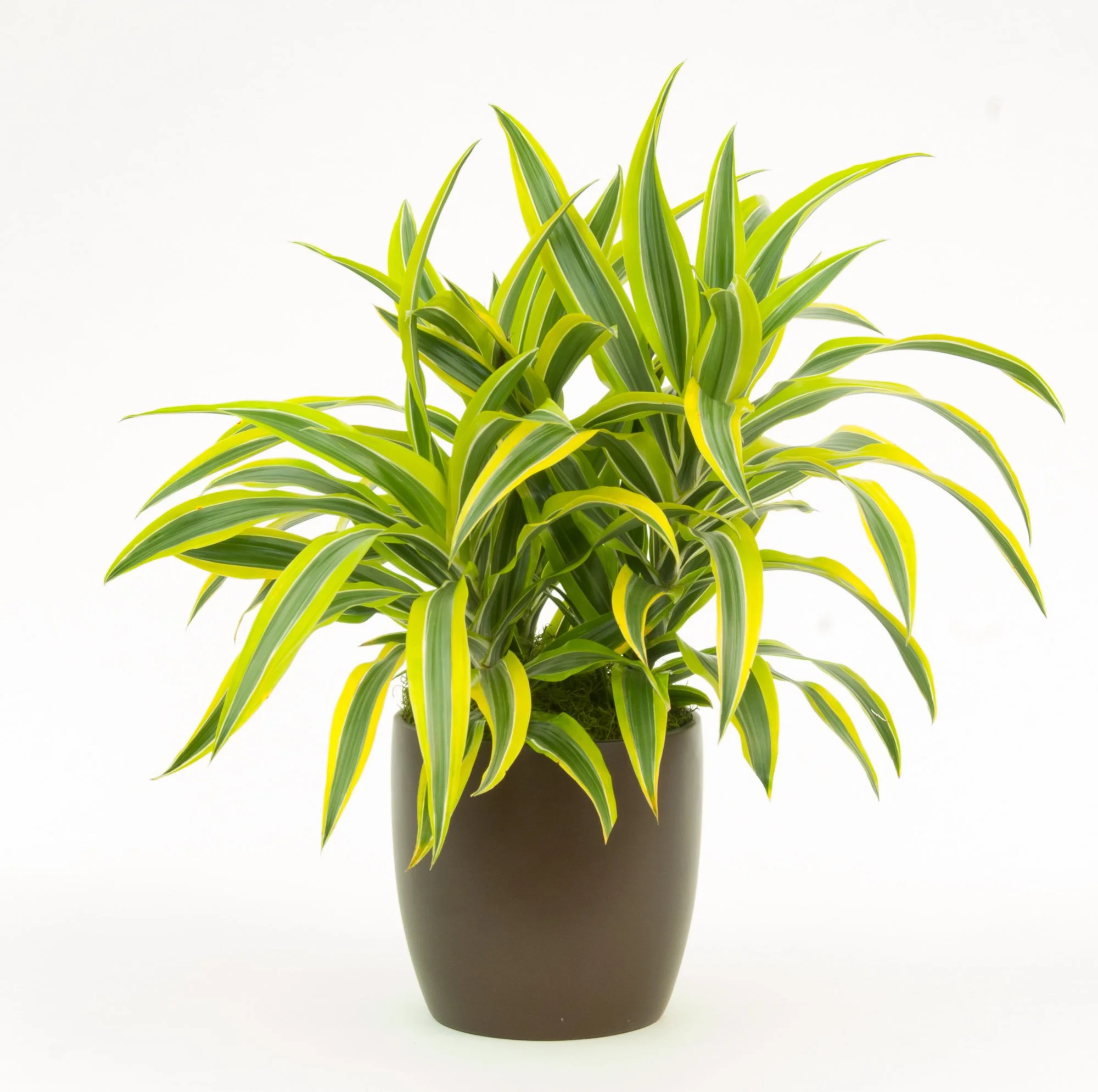 A potted green and yellow variegated houseplant against a plain white background.