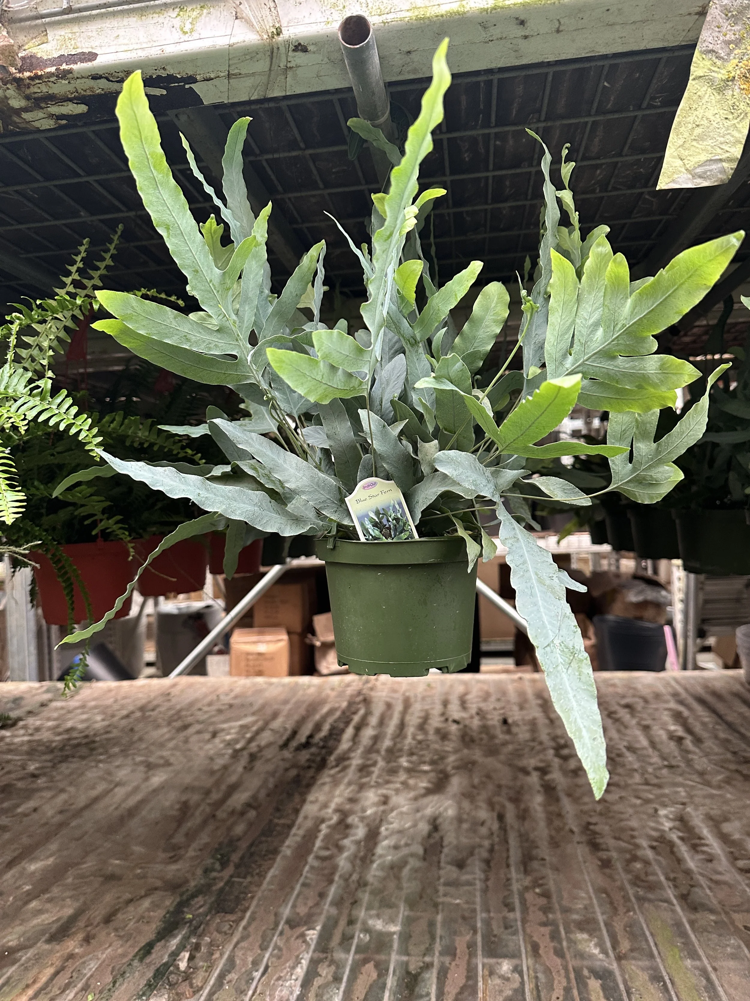 6" blue star fern - $14.08