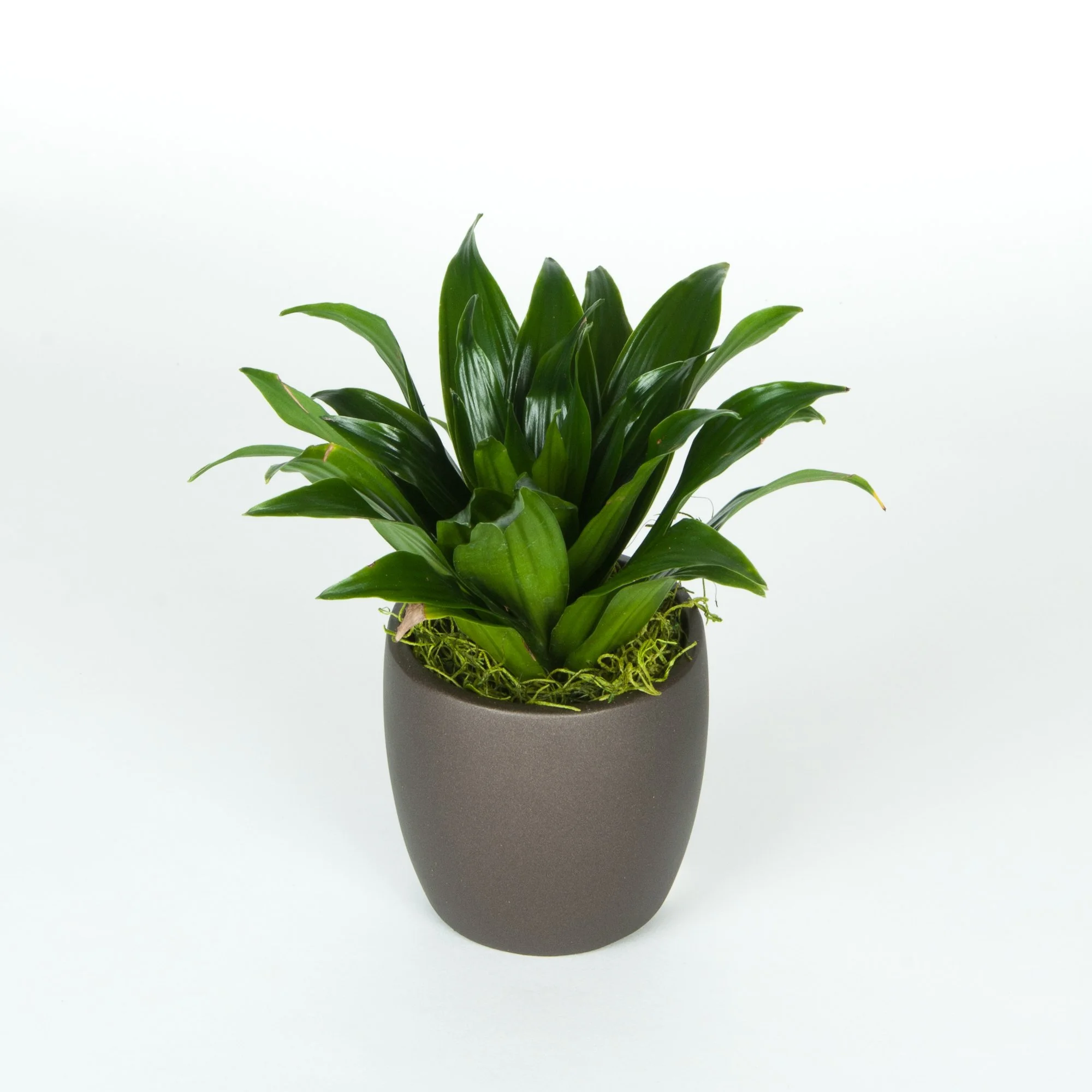 A potted green leafy plant with long pointed leaves in a black pot on a white background.