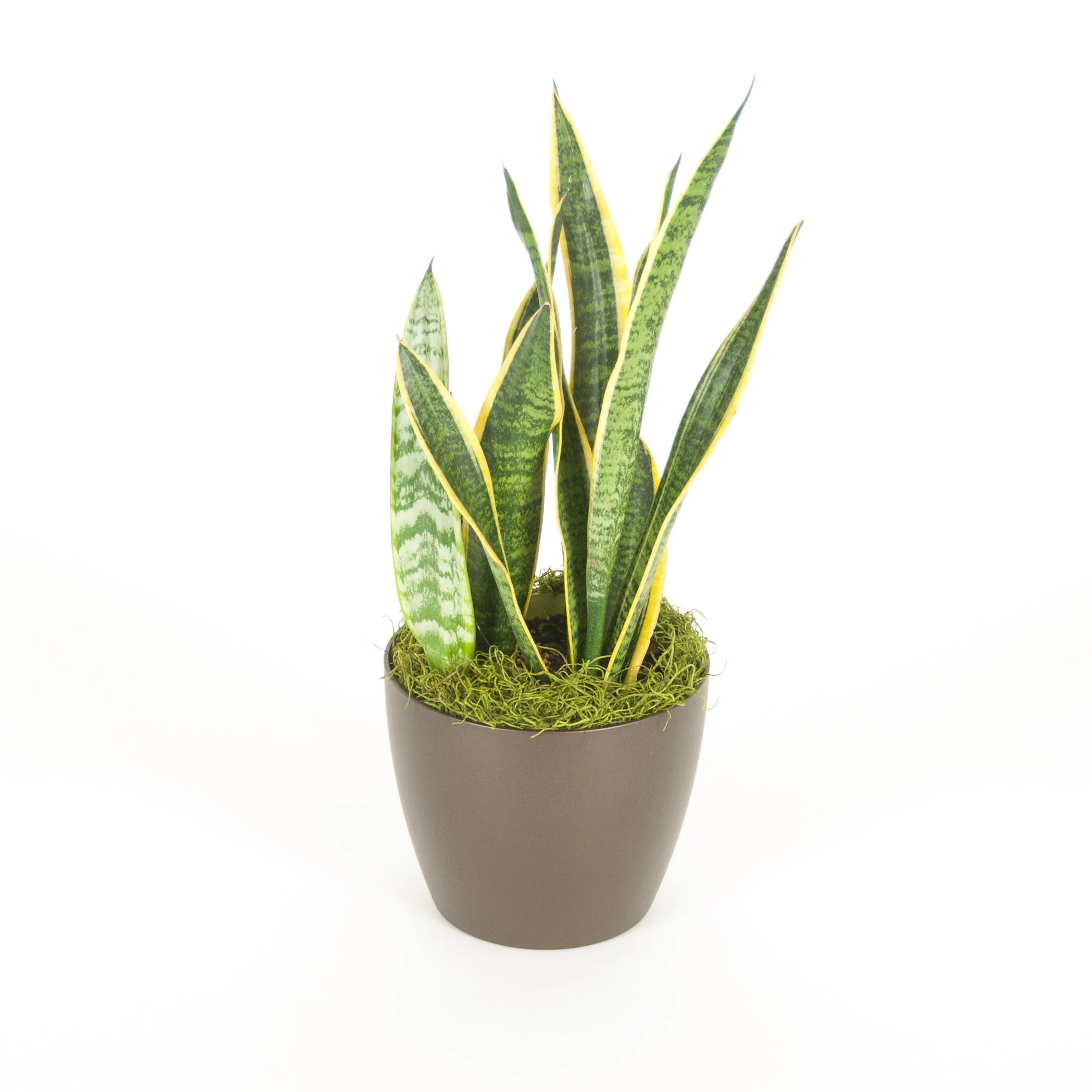 A potted snake plant with tall, green leaves featuring yellow edges and variegated patterns, set against a white background.