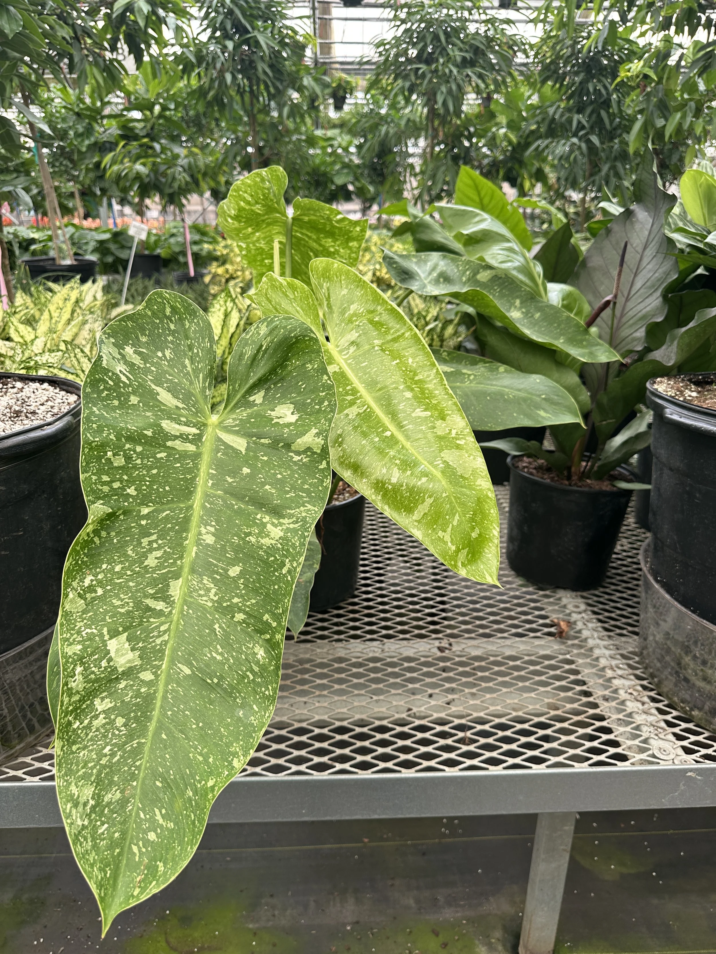 10" philodendron Jose bueno - $100