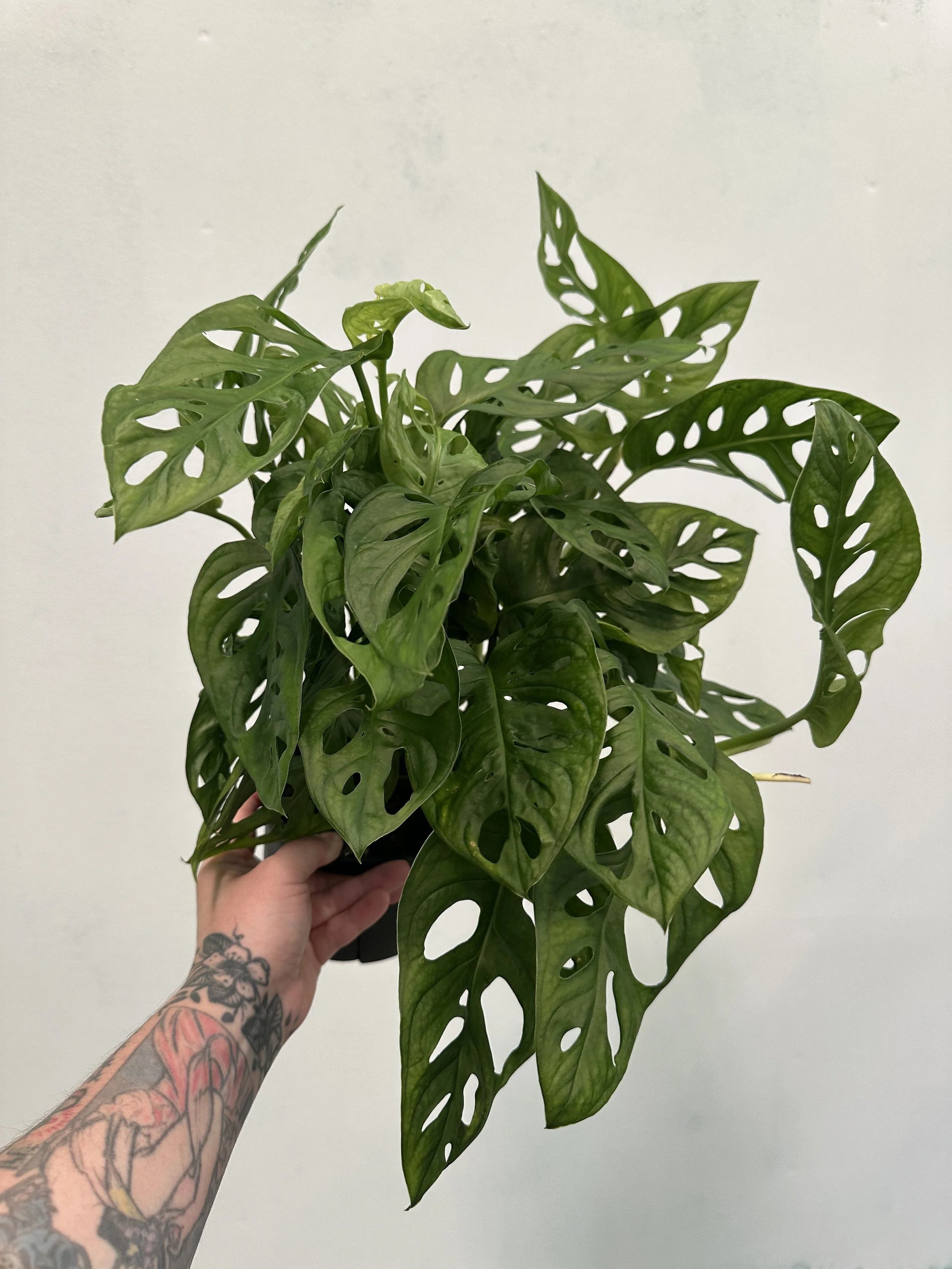 6" monstera adansonii Swiss cheese - $11.79