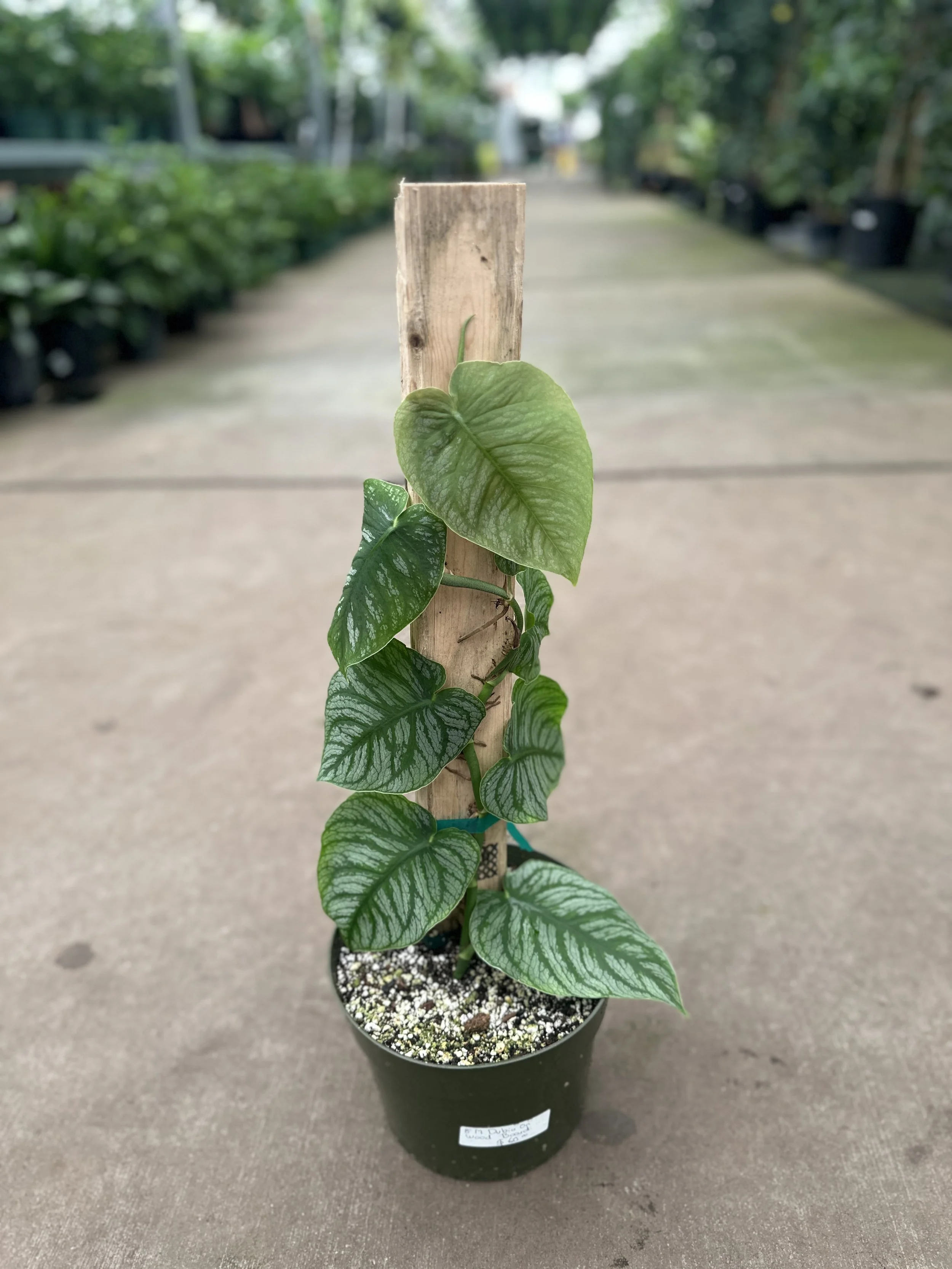 8" monstera dubia on wood- $60