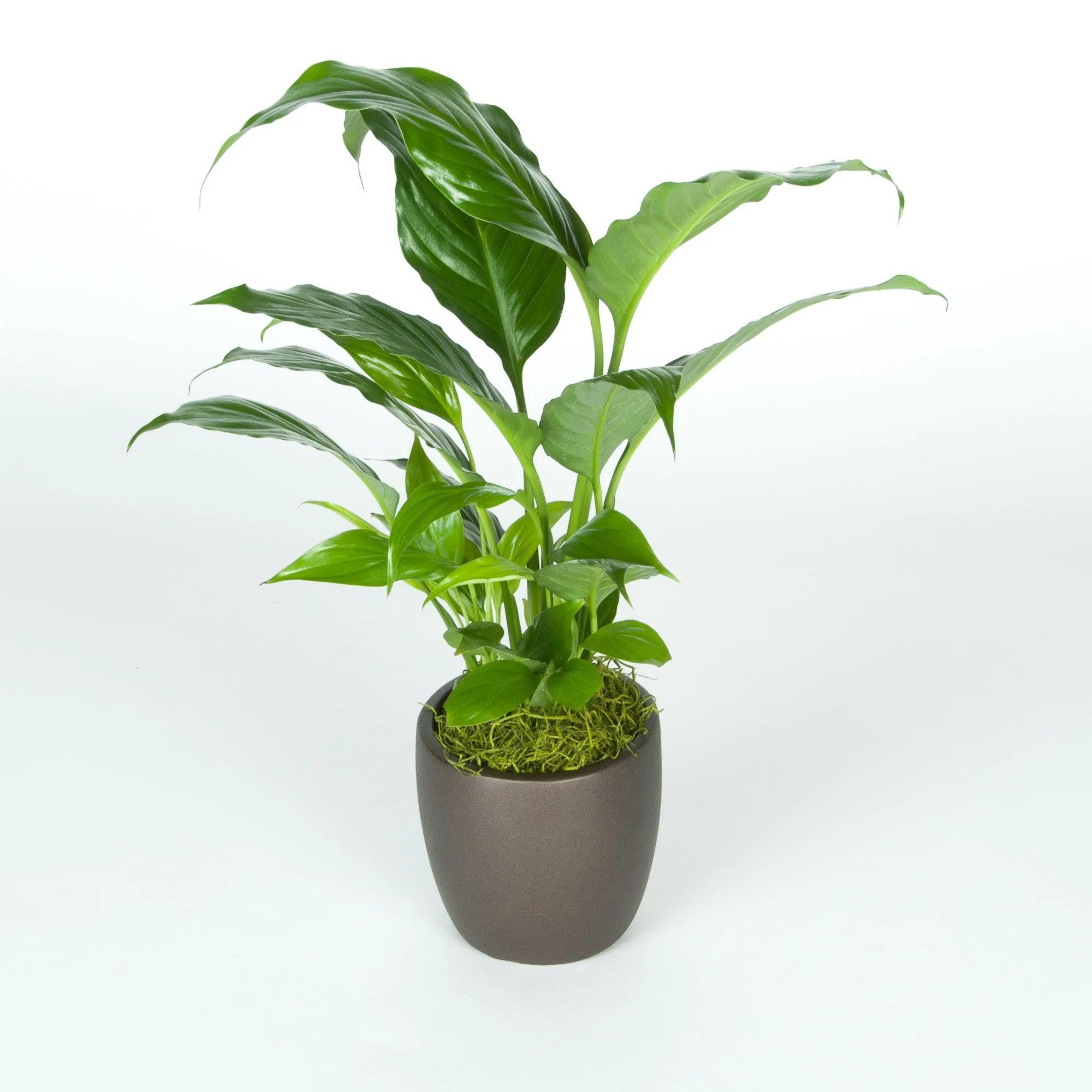 A potted indoor houseplant with large green leaves, placed on a white background.