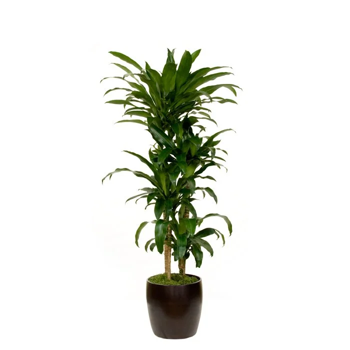 A potted indoor plant with tall green leaves in a black pot on a white background.