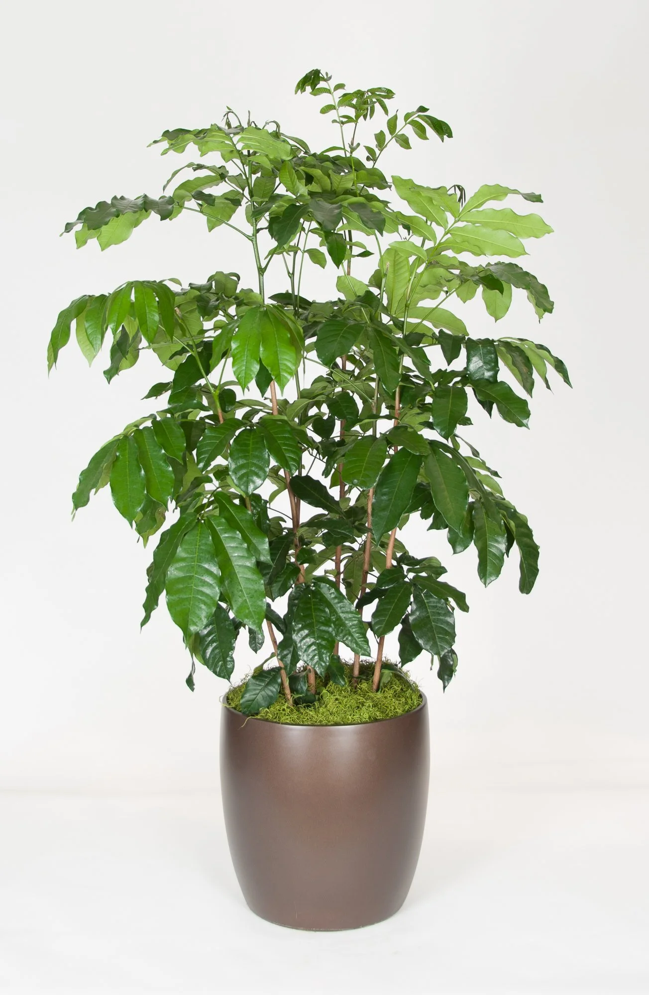 A tall potted plant with broad green leaves in a brown ceramic pot on a white background.