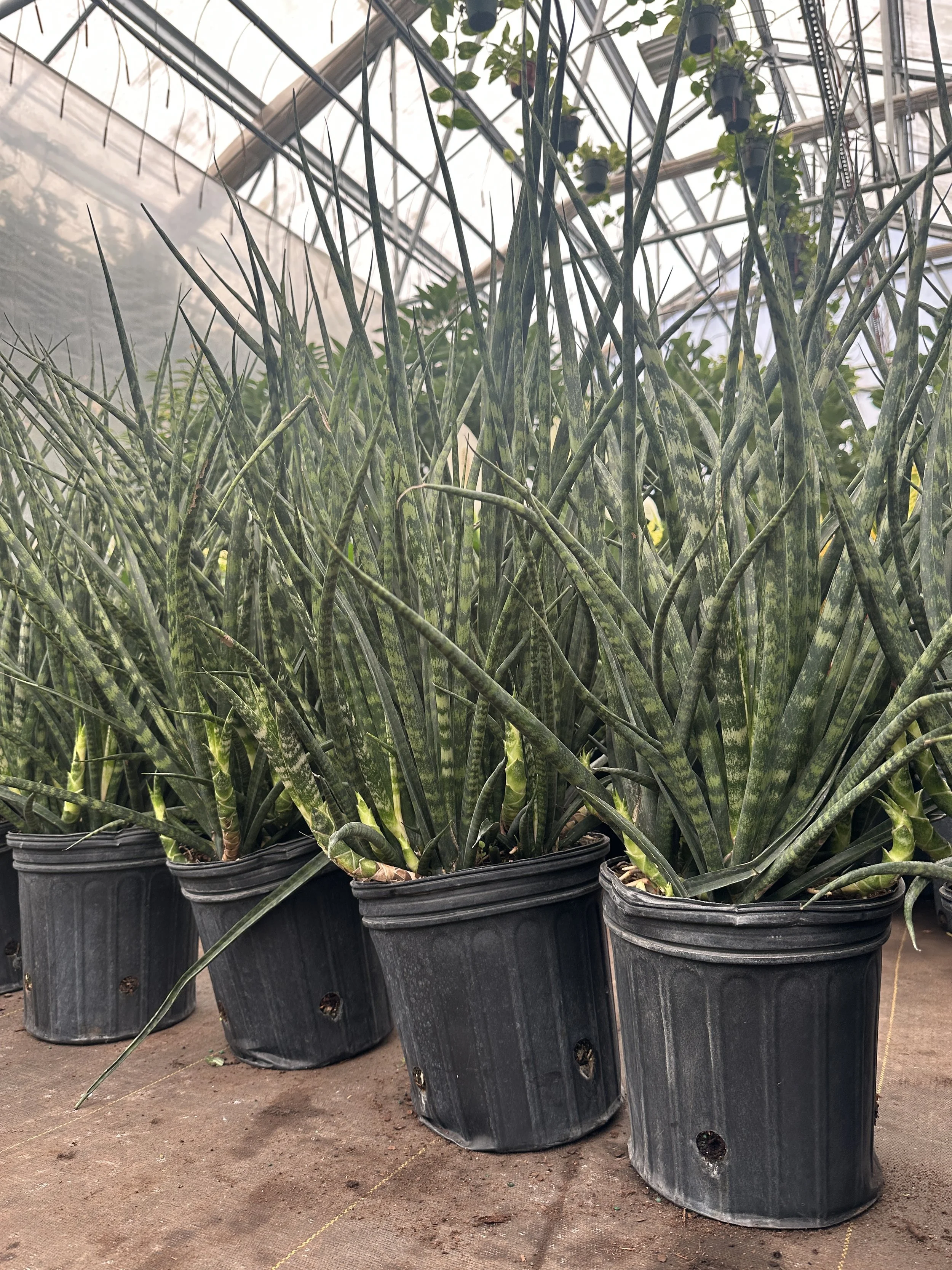 8" sansevieria fernwood- $28.76
