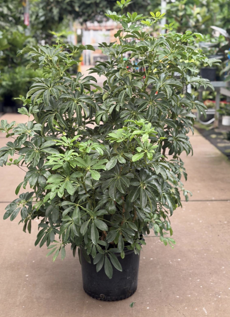 14" scheffelara arboricola bush - $100