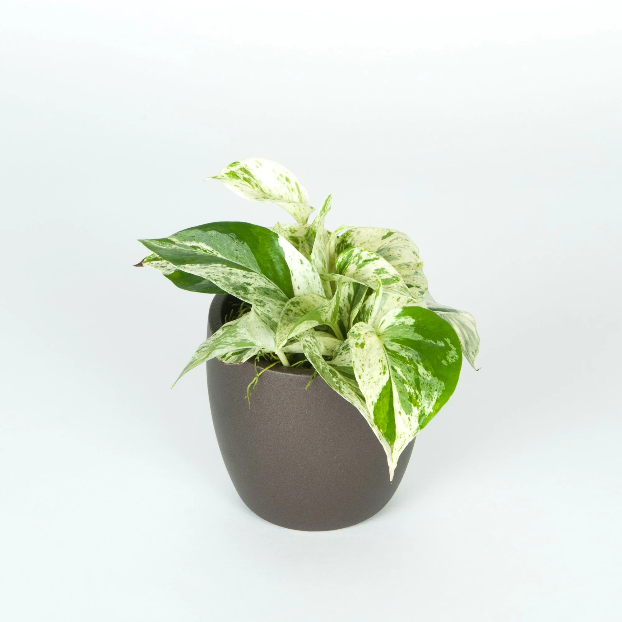 A potted variegated pothos plant with green and white leaves in a black pot on a white background.