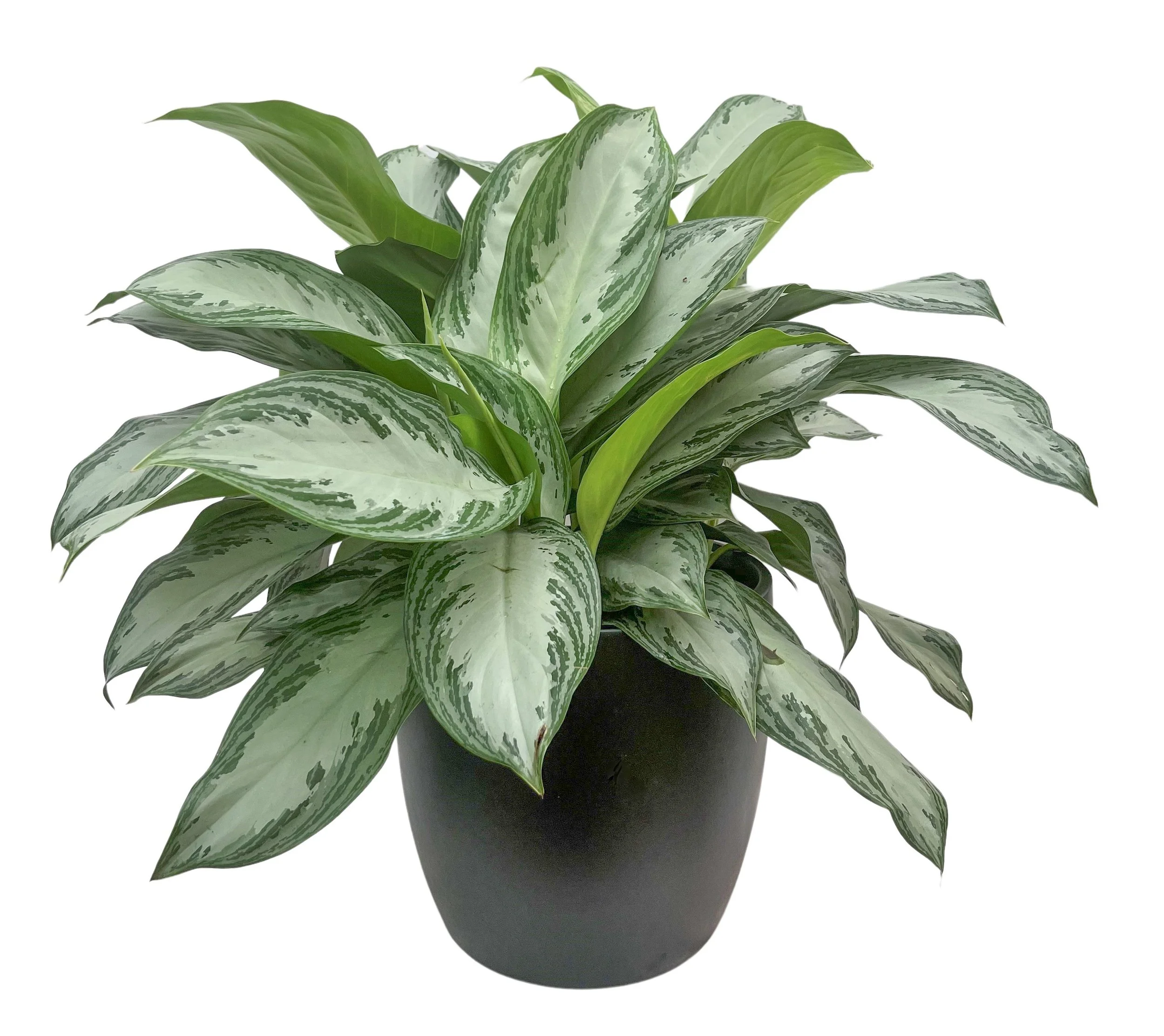A potted plant with variegated green and white leaves against a white background.