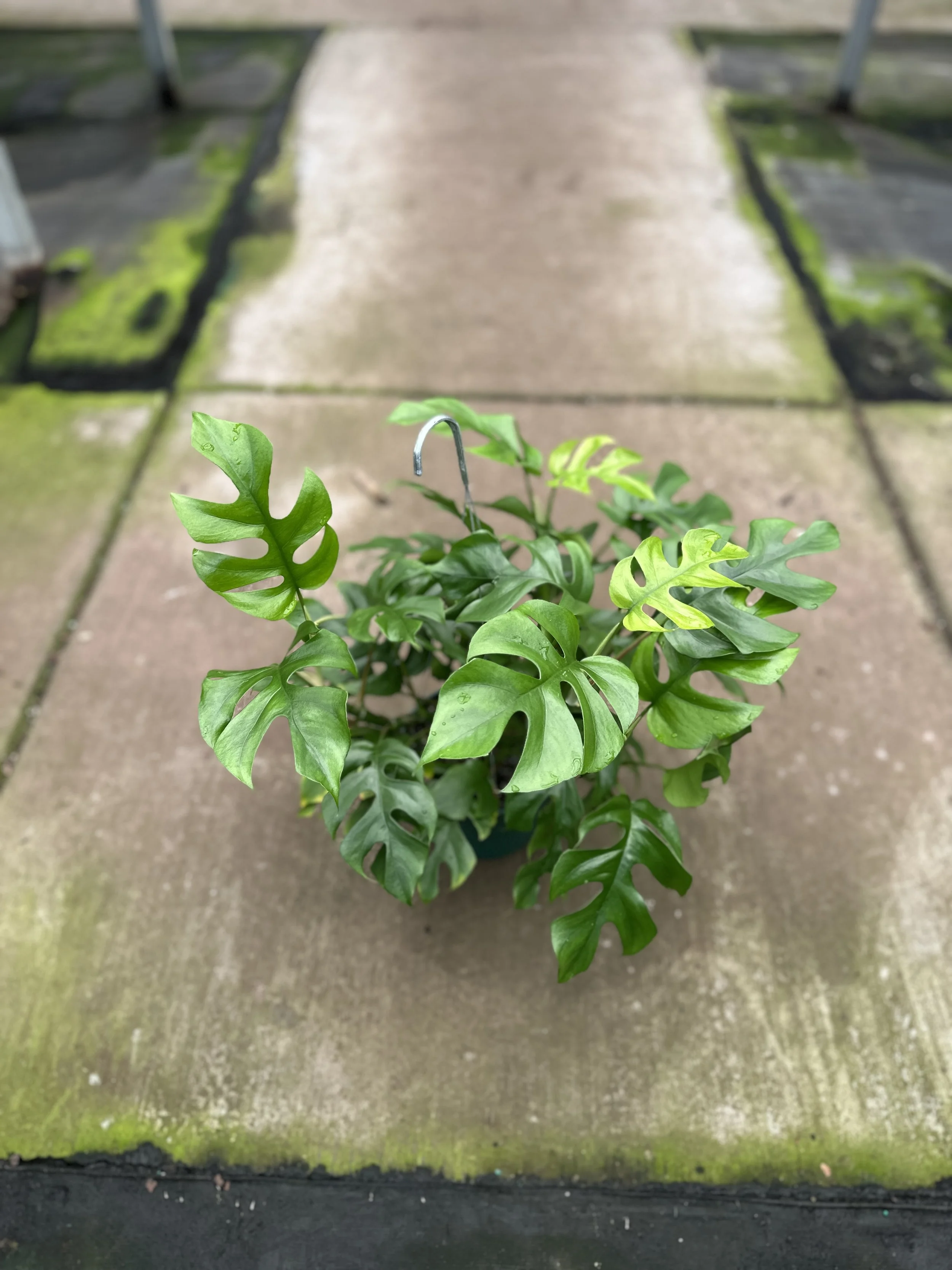 6" monstera minima - $16.90