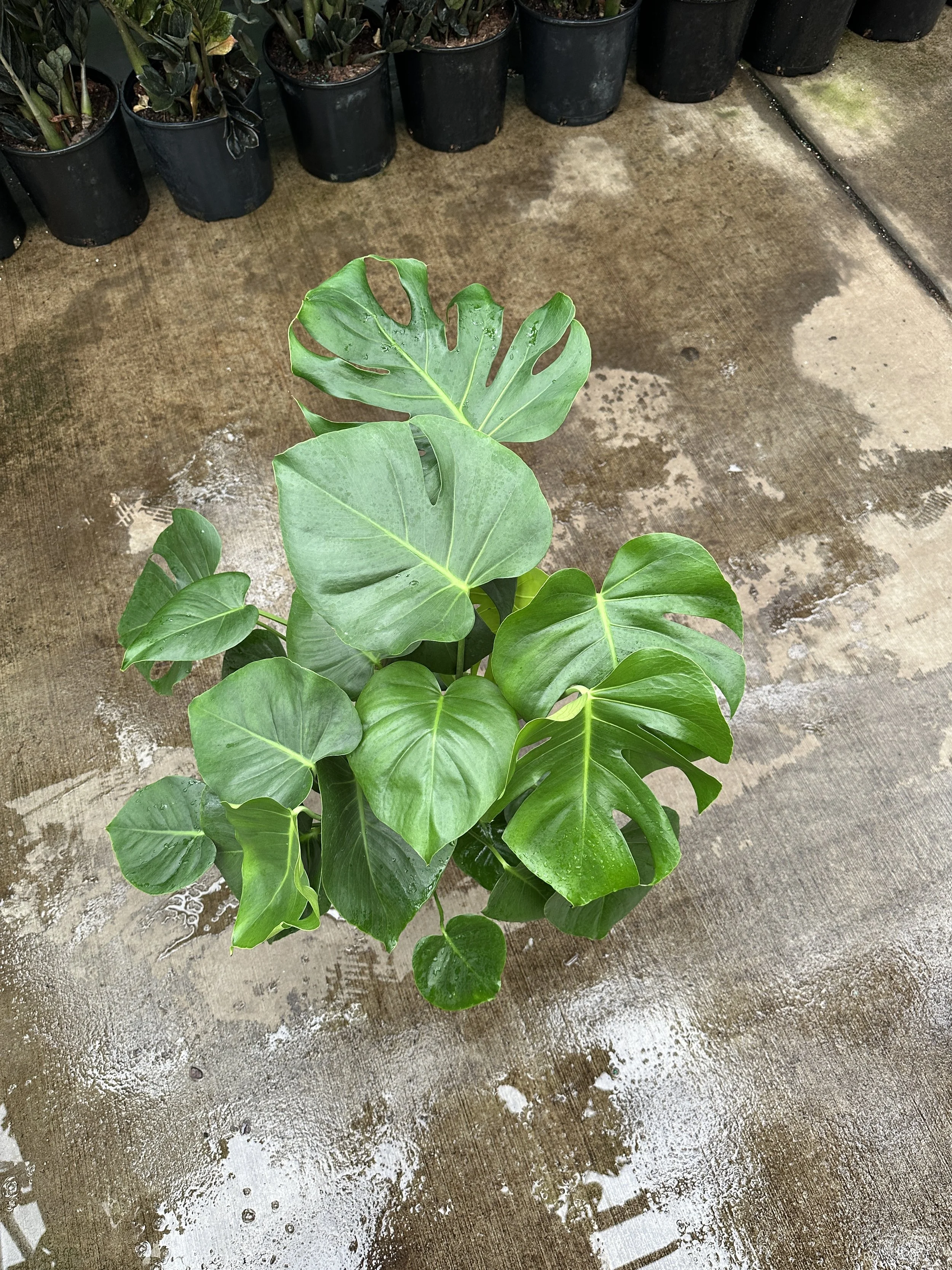 8" monstera deliciosa - $30.42