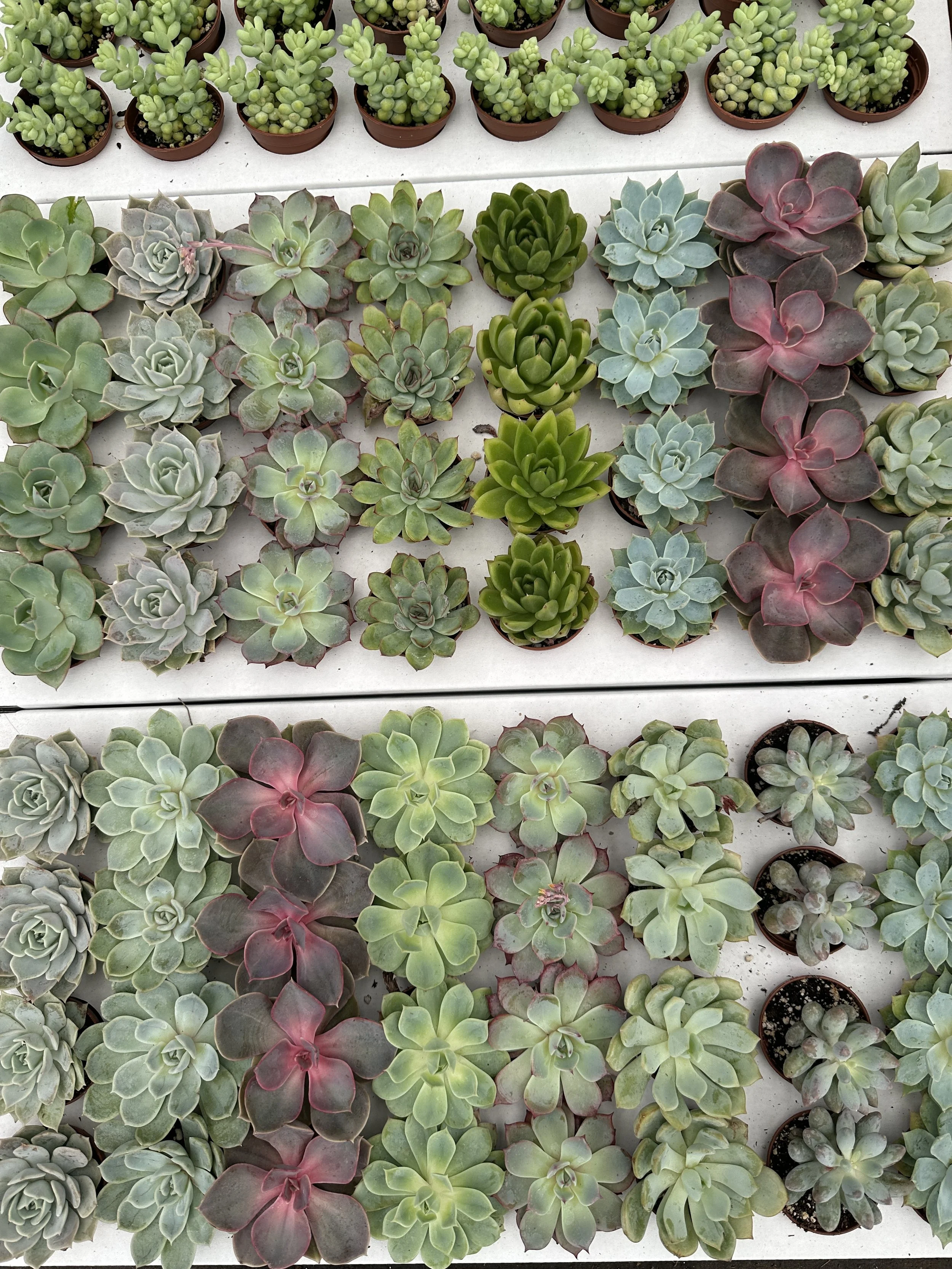 2" echeverias - $2.20