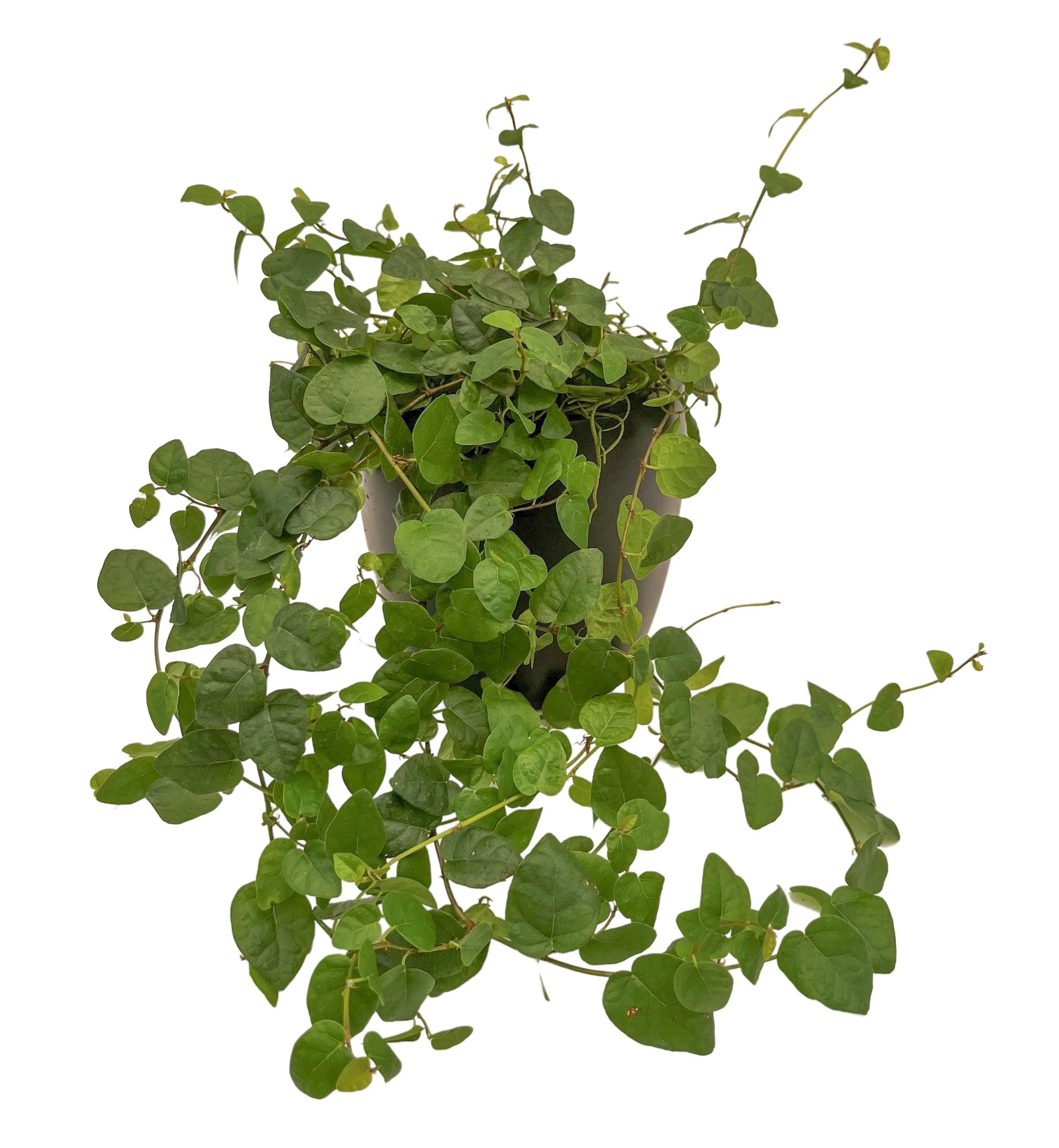 A potted plant with numerous green, heart-shaped leaves, some climbing up thin stems, placed against a plain white background.